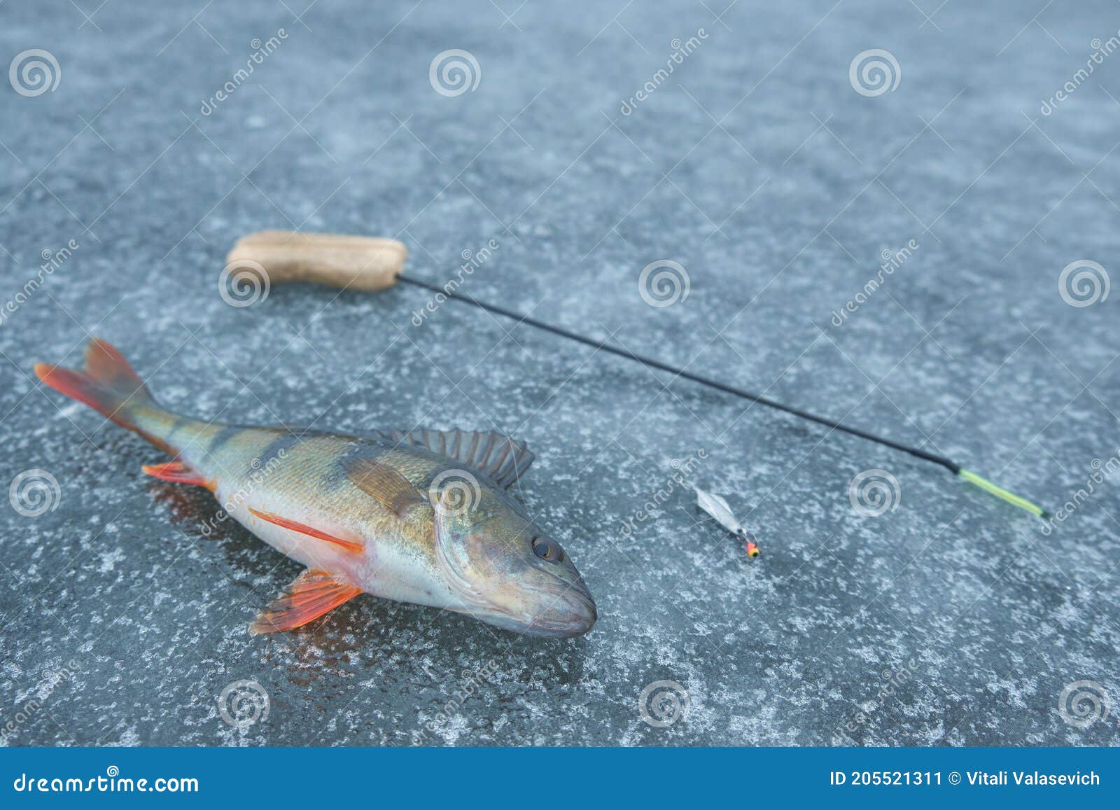 Perch Caught on a Spoon. Ice Fishing Stock Image Image of activity