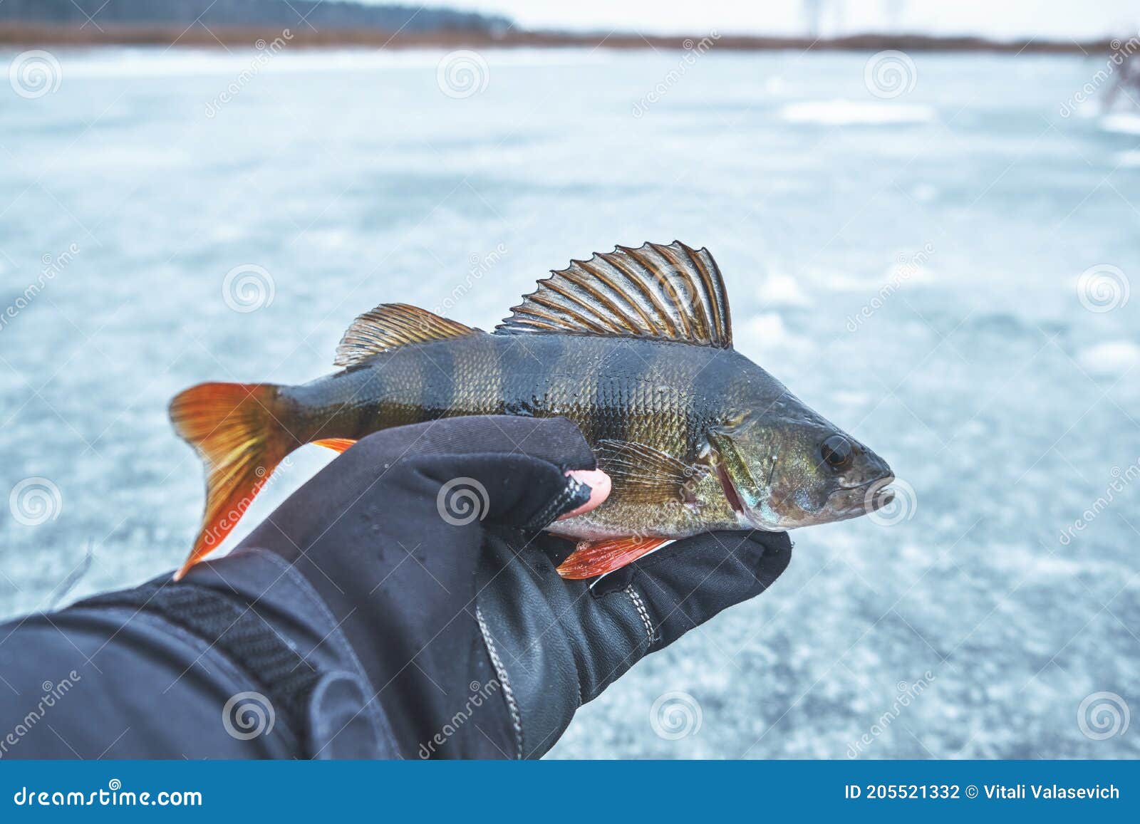 Perch Caught on a Spoon. Ice Fishing Stock Photo Image of frozen