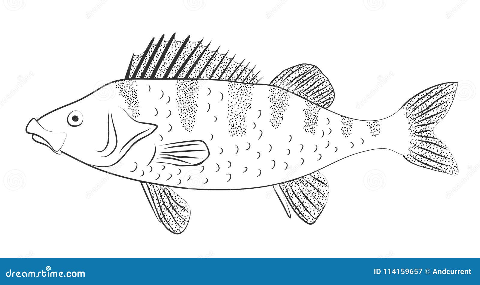 Perch. Vector Outline Image. Stock Vector Illustration of animal
