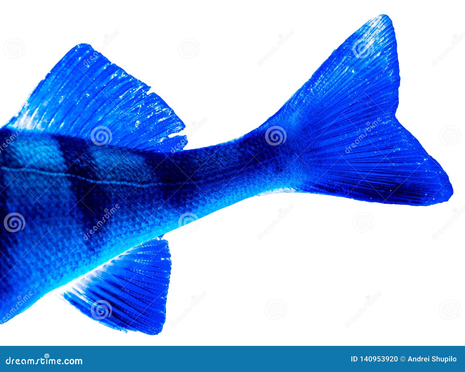 Perch Fish Fins In Blue Color Isolated On White Background Stock Photo