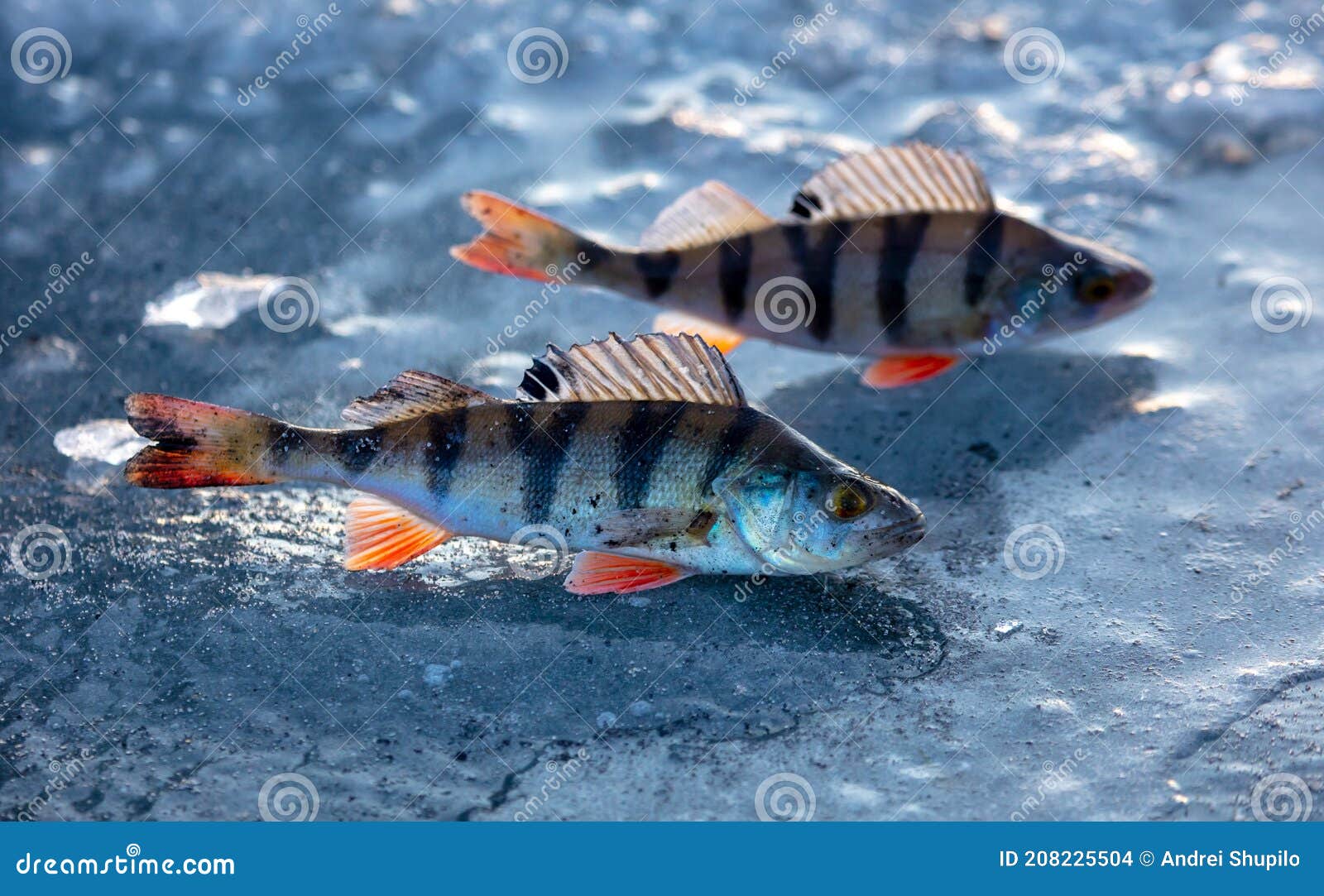 Perch Fish on the Ice of the Lake Stock Photo Image of angling, snow