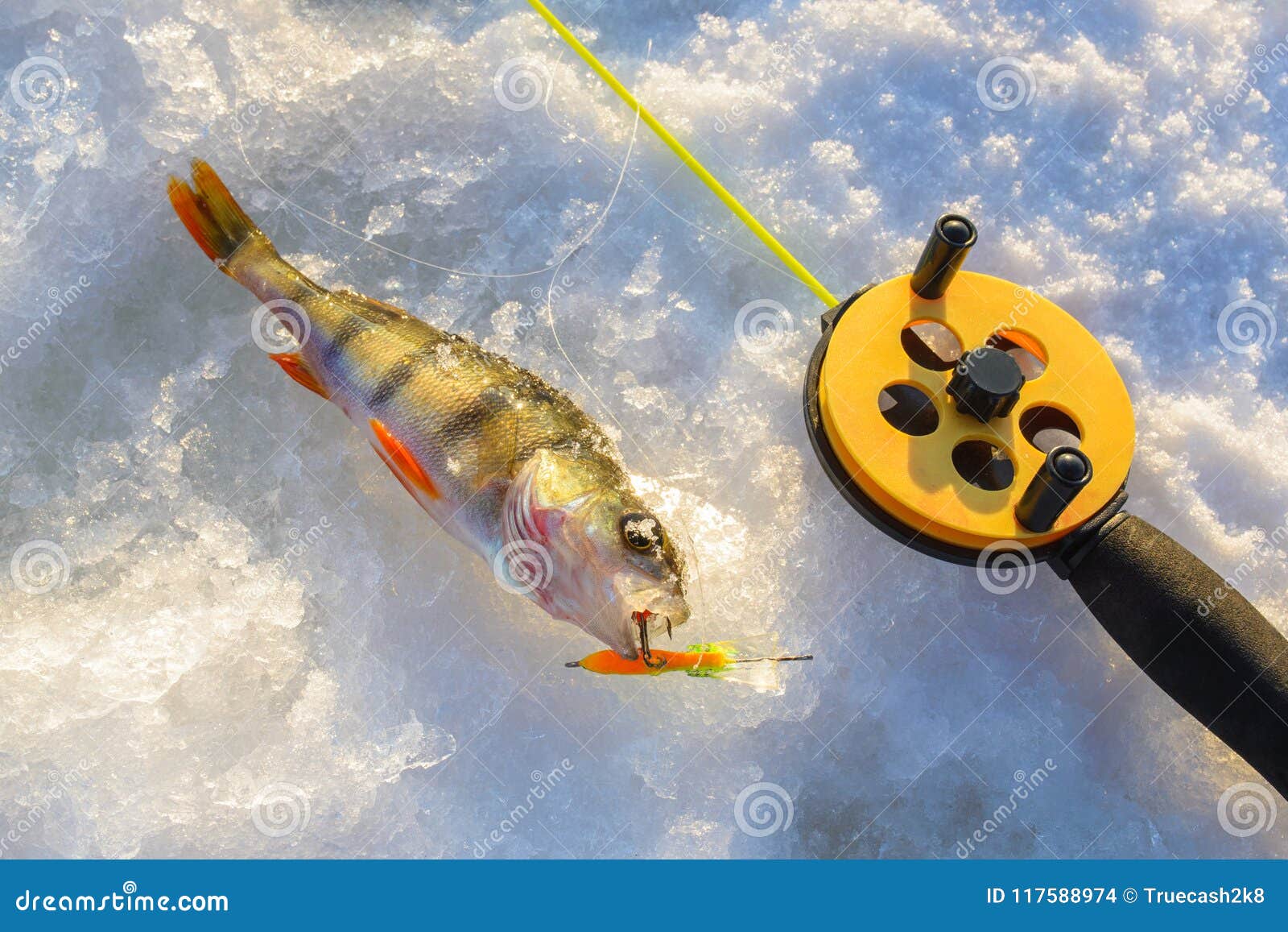 Perch Fish with Rod Lying on the Ice, Closeup. Winter Fishing. Stock