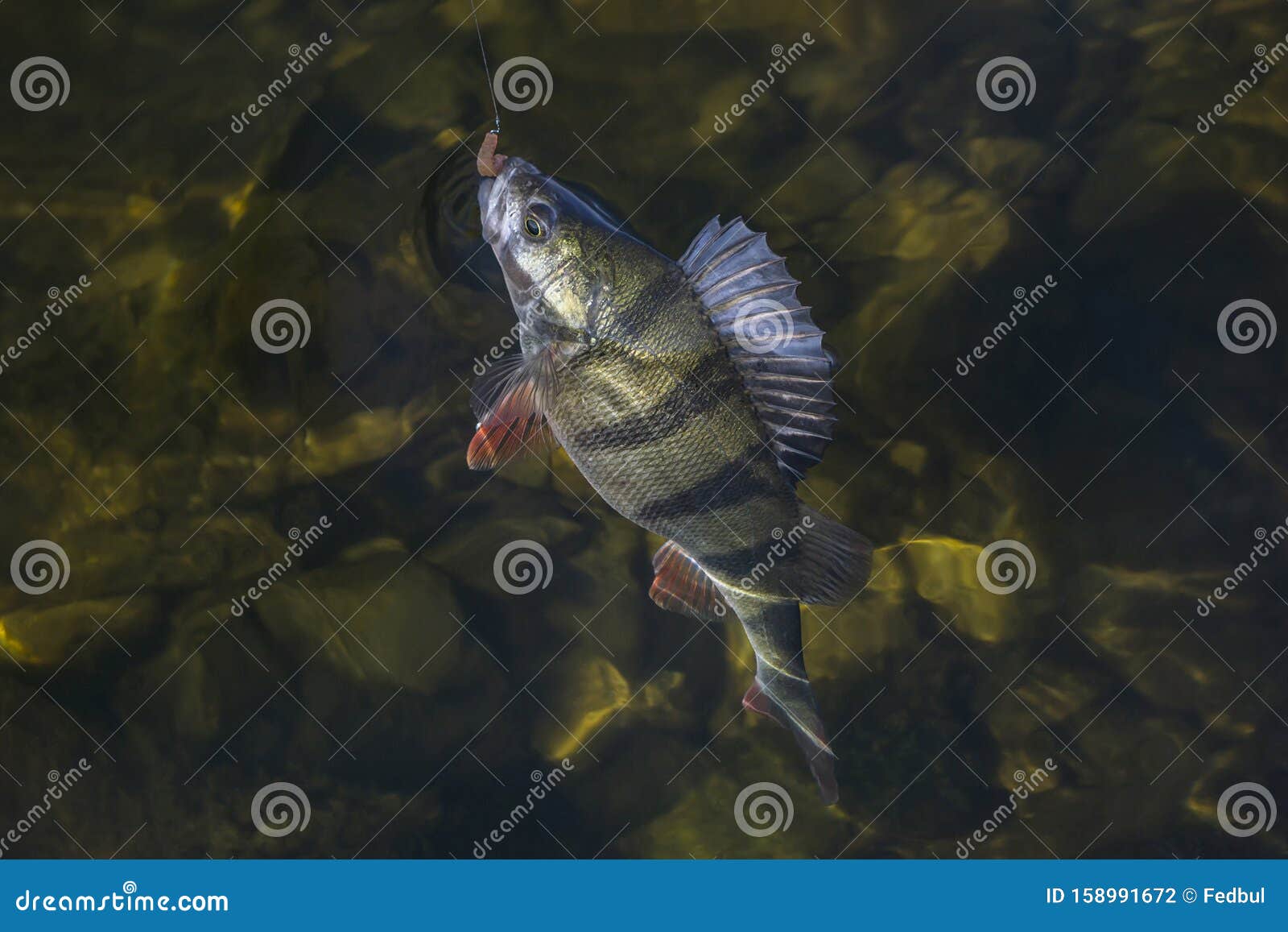 perch fish trophy in water. fishing background