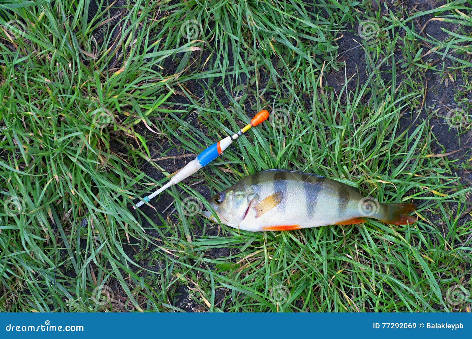 Perch fishing float stock image. Image of float, head - 77292069