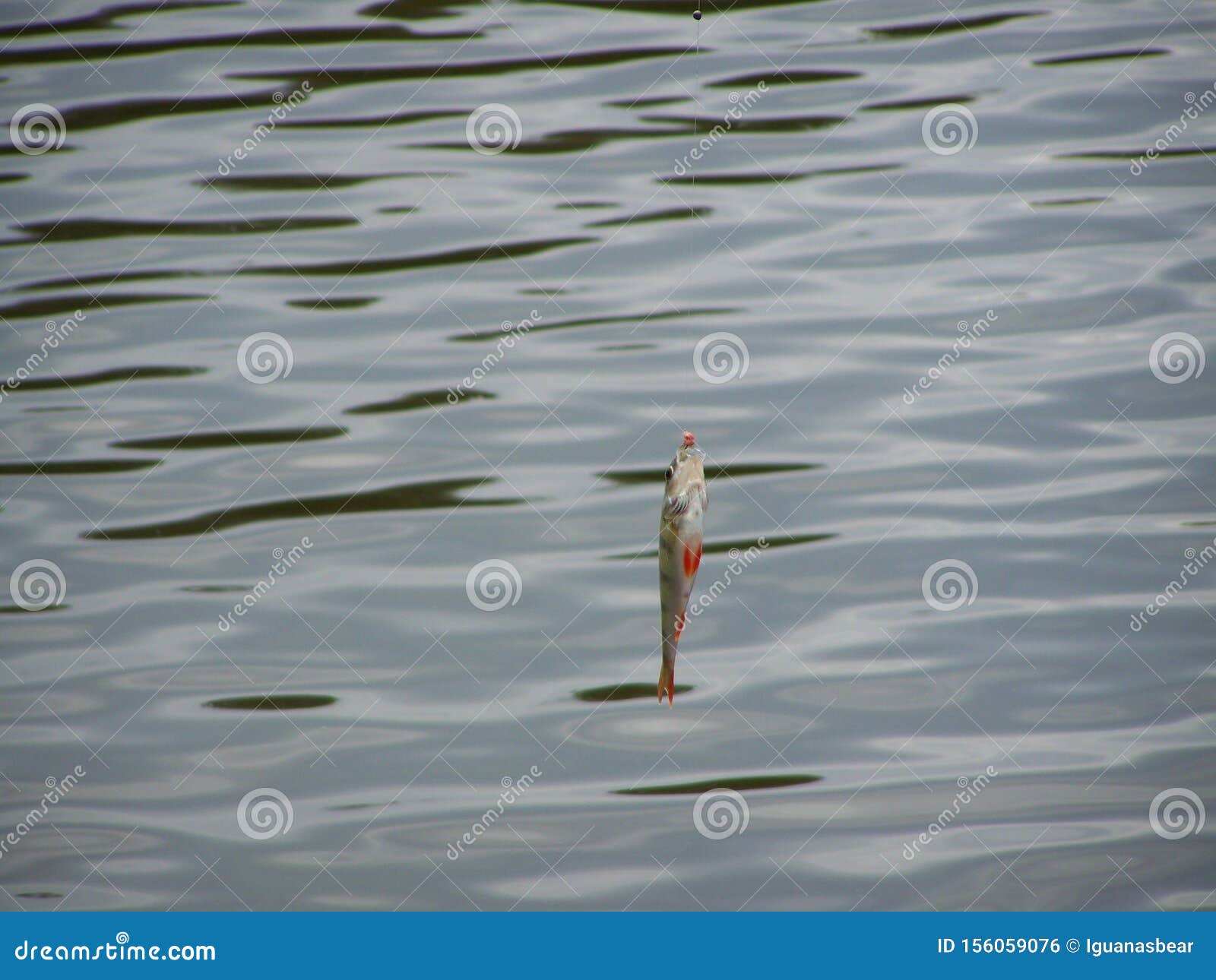 Perch on fishing line stock photo. Image of surface 156059076