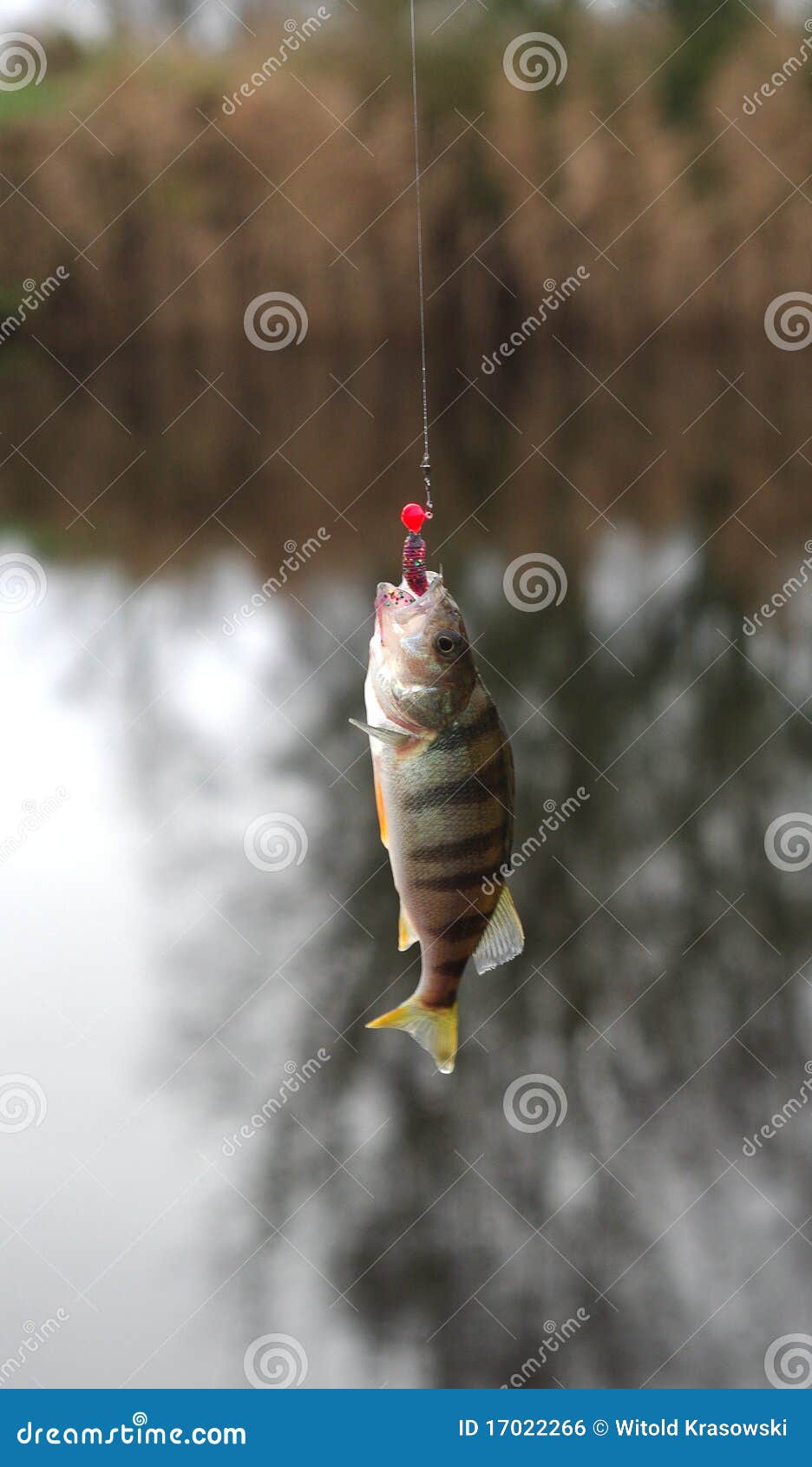 Perch on fishingrod stock photo. Image of leisure, line 17022266