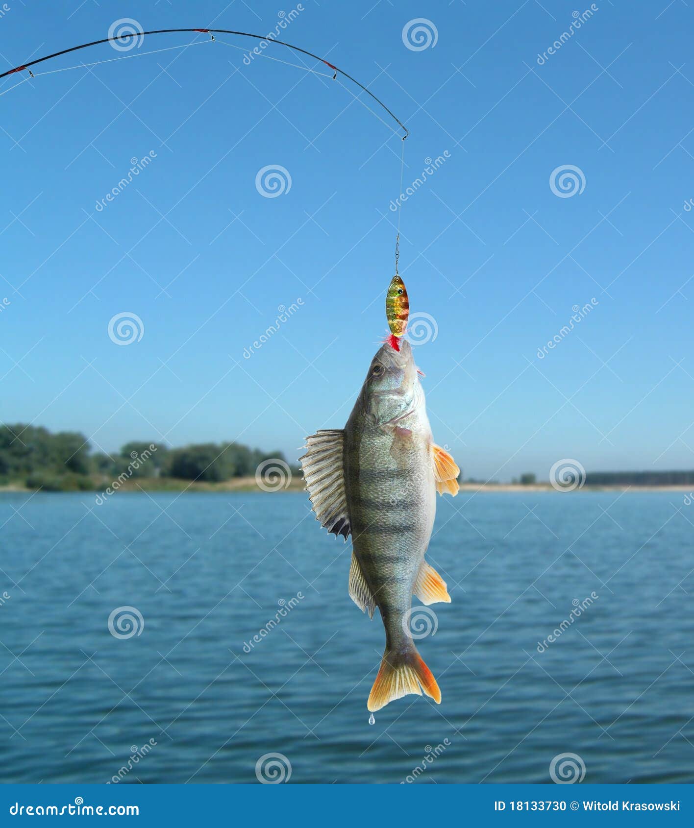 Perch on fishingrod stock photo. Image of fishing, angling 18133730