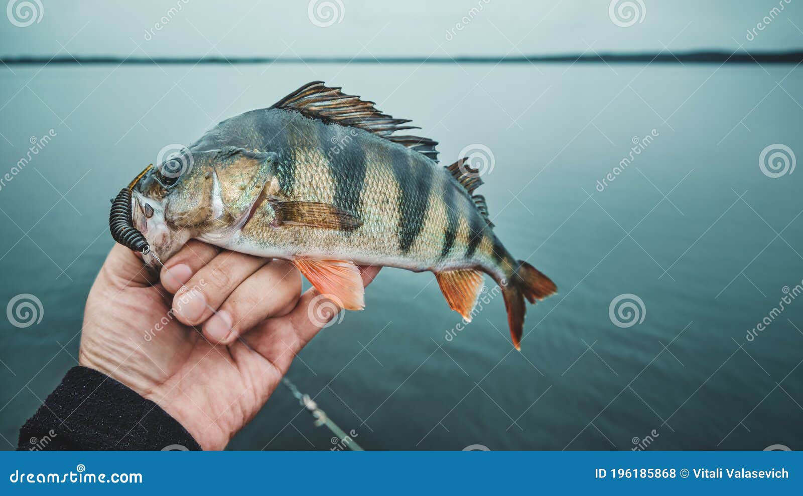 Perch on the Hook. Spinning Fishing Stock Photo - Image of beautiful,  predator: 196185868
