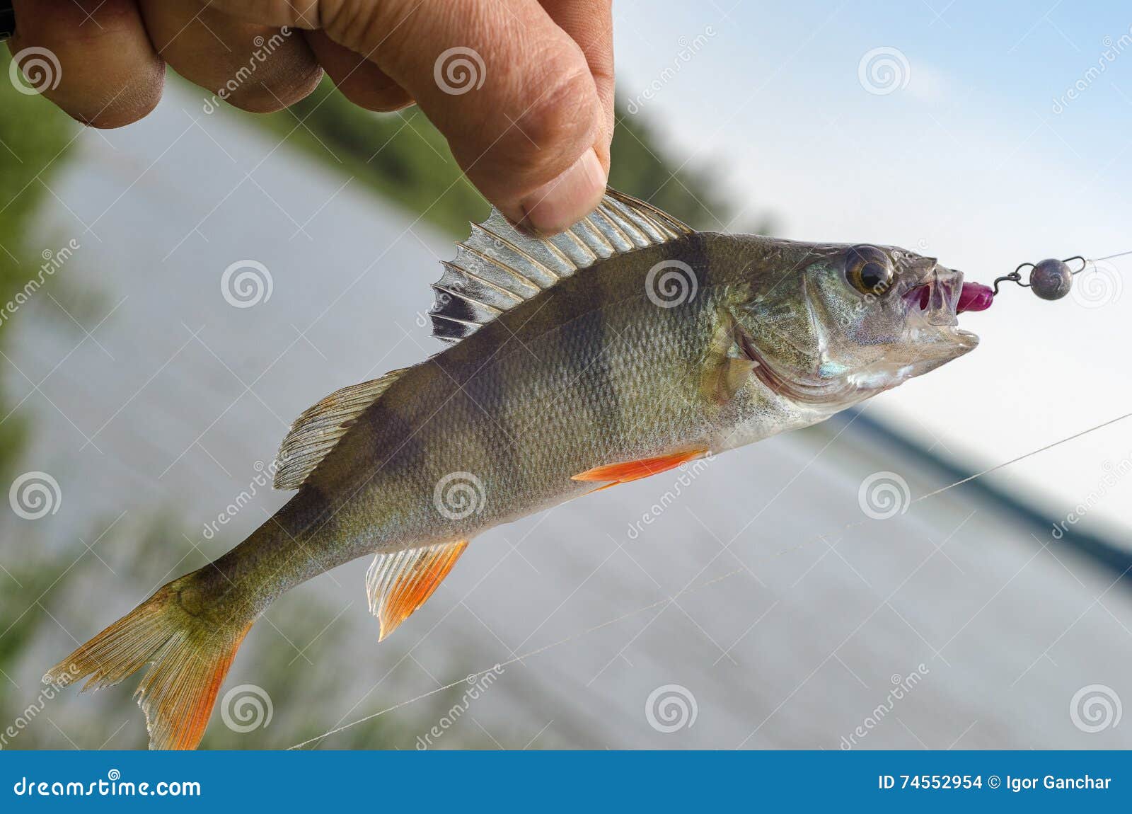 Perch on a jig stock photo. Image of fish, silicon, fishing - 74552954
