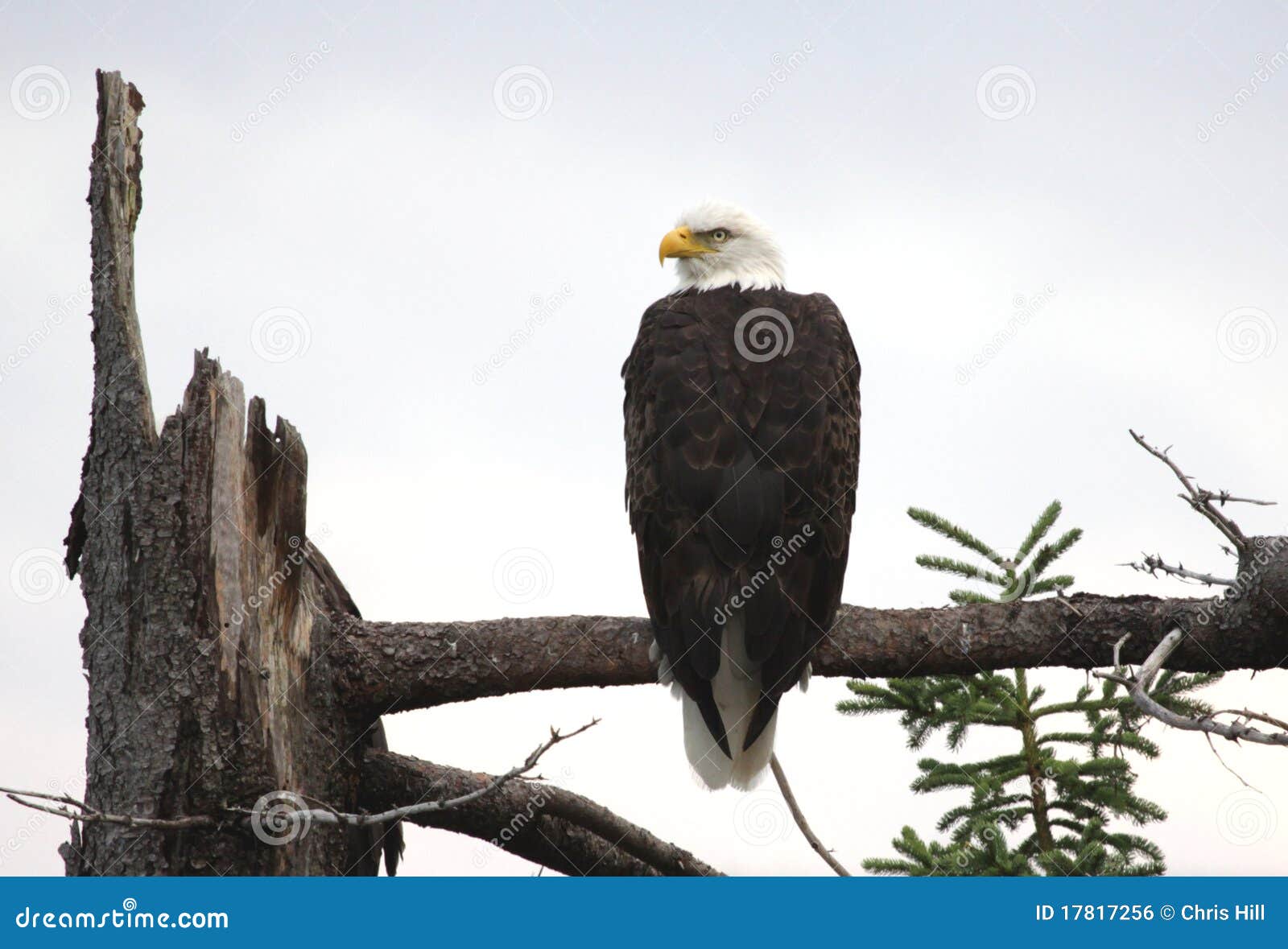 perched bald eagle