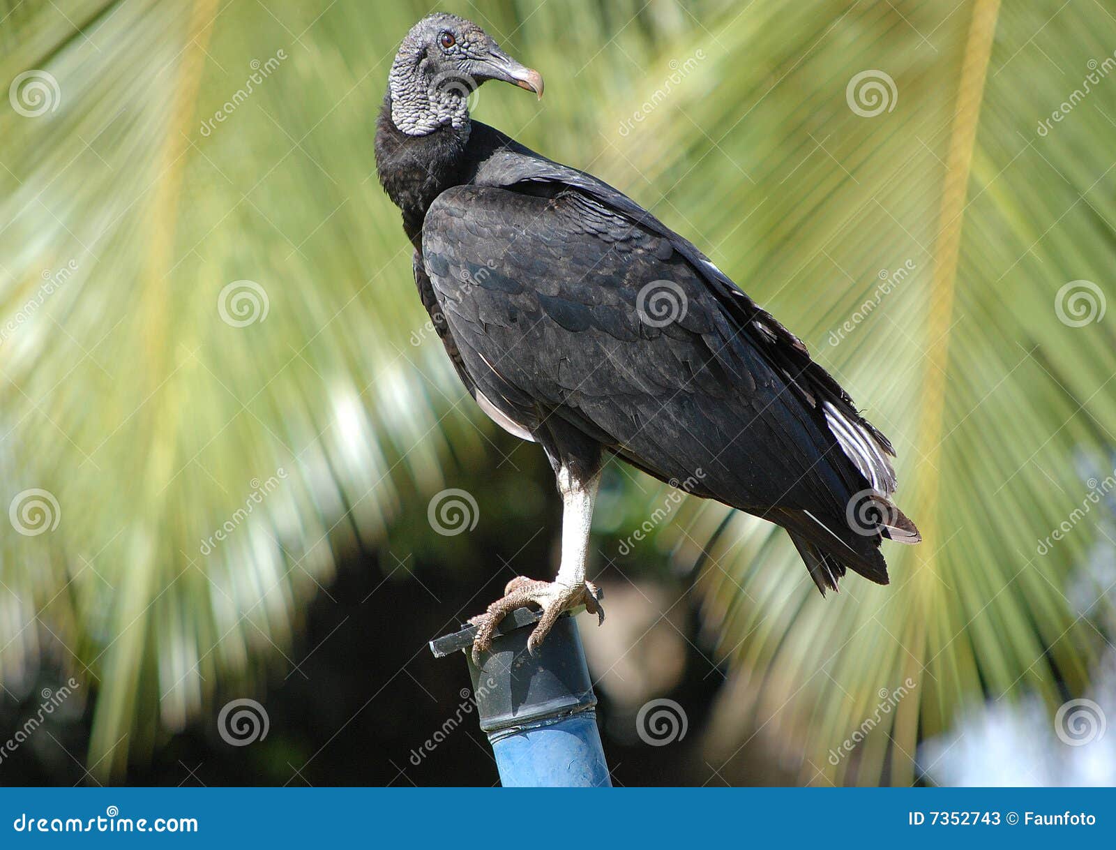 perched black vulture - coragyps astratus