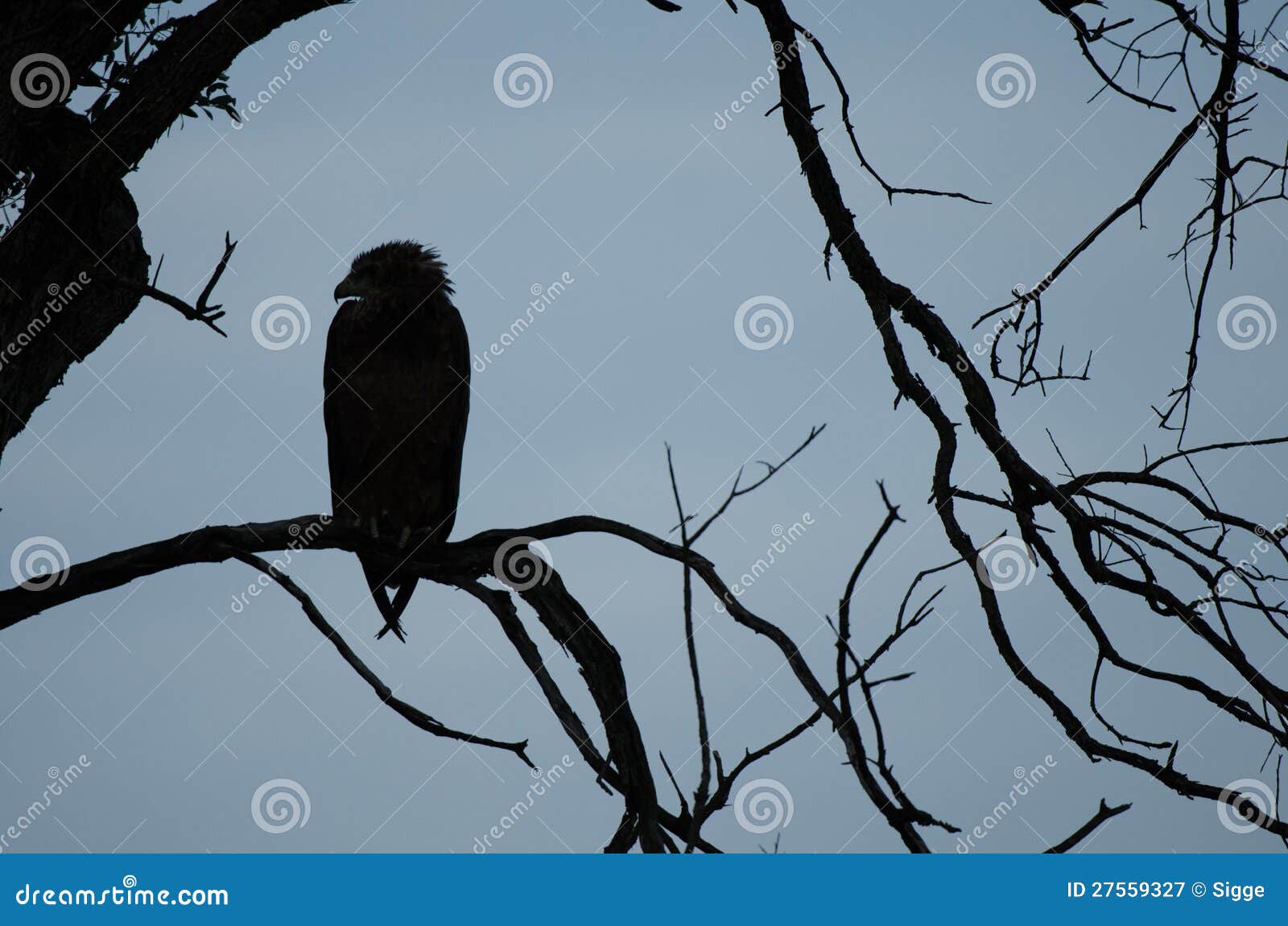 Silhouetten av en perched fågel av rovet. Sitta stramt på en filial i en tree i MasaiMara den modiga reserven i Kenya.