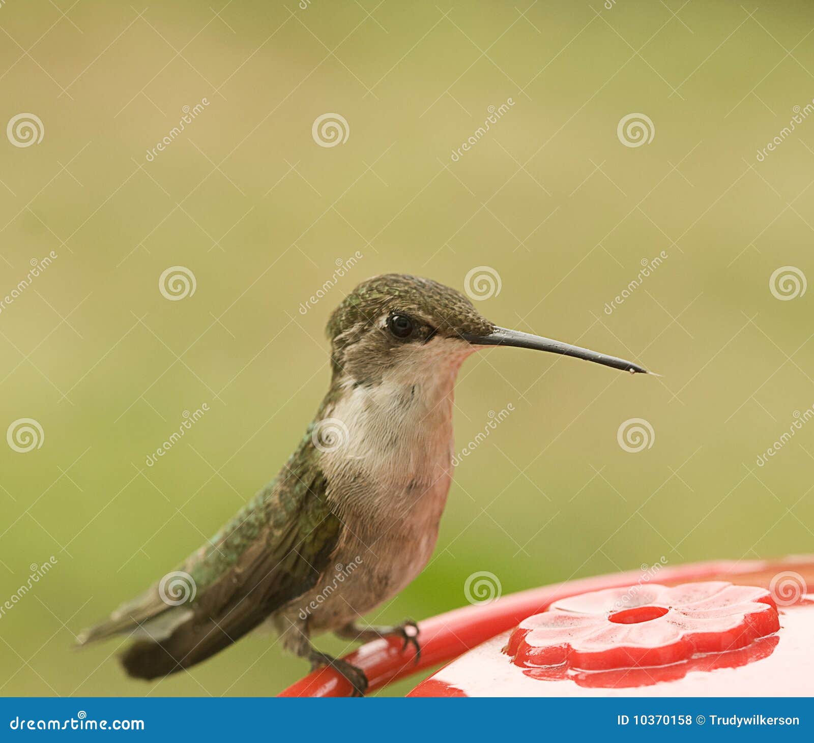 Perched Hummingbird stock photo. Image of tiny, feeder 10370158