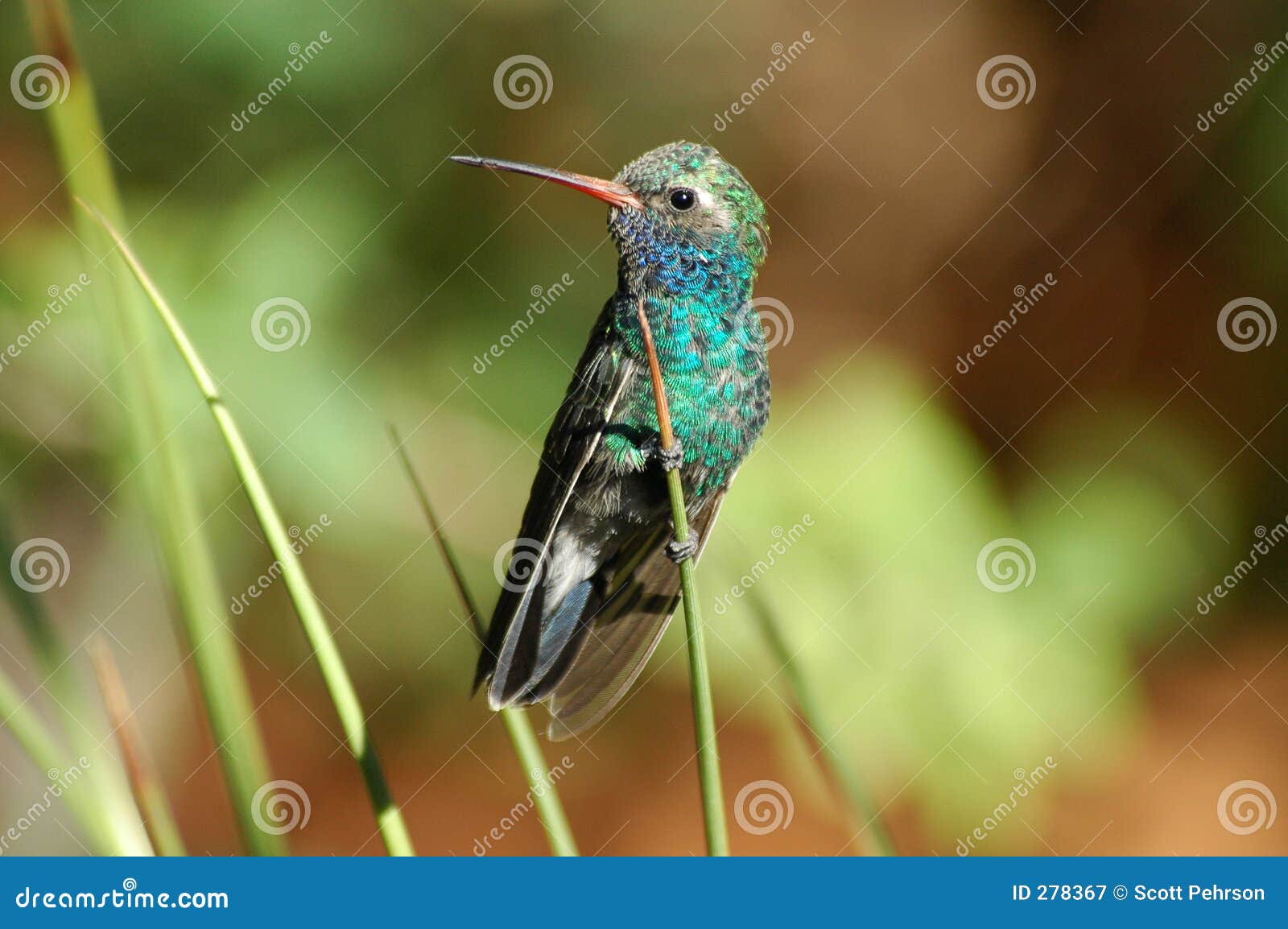 perched hummingbird