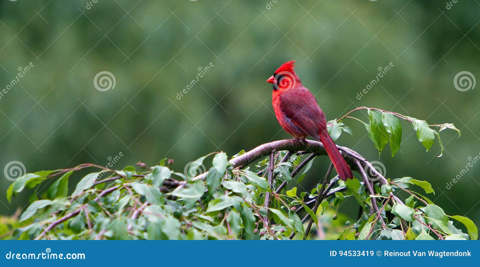 perched northern red cardinal