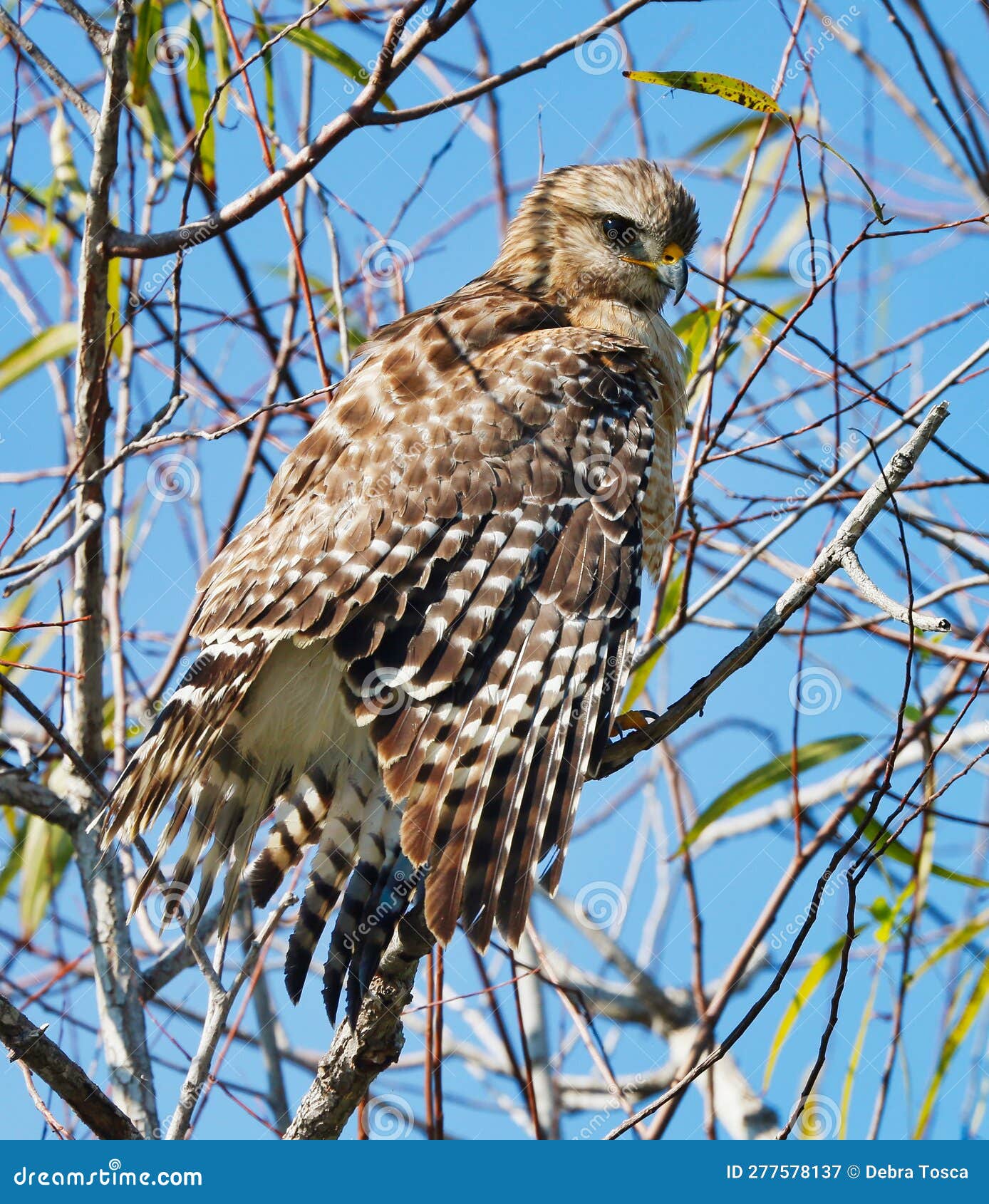 Red Shouldered Hawk, Bird Tree, Bonita Springs, Florida Stock Image Image of tree, shouldered