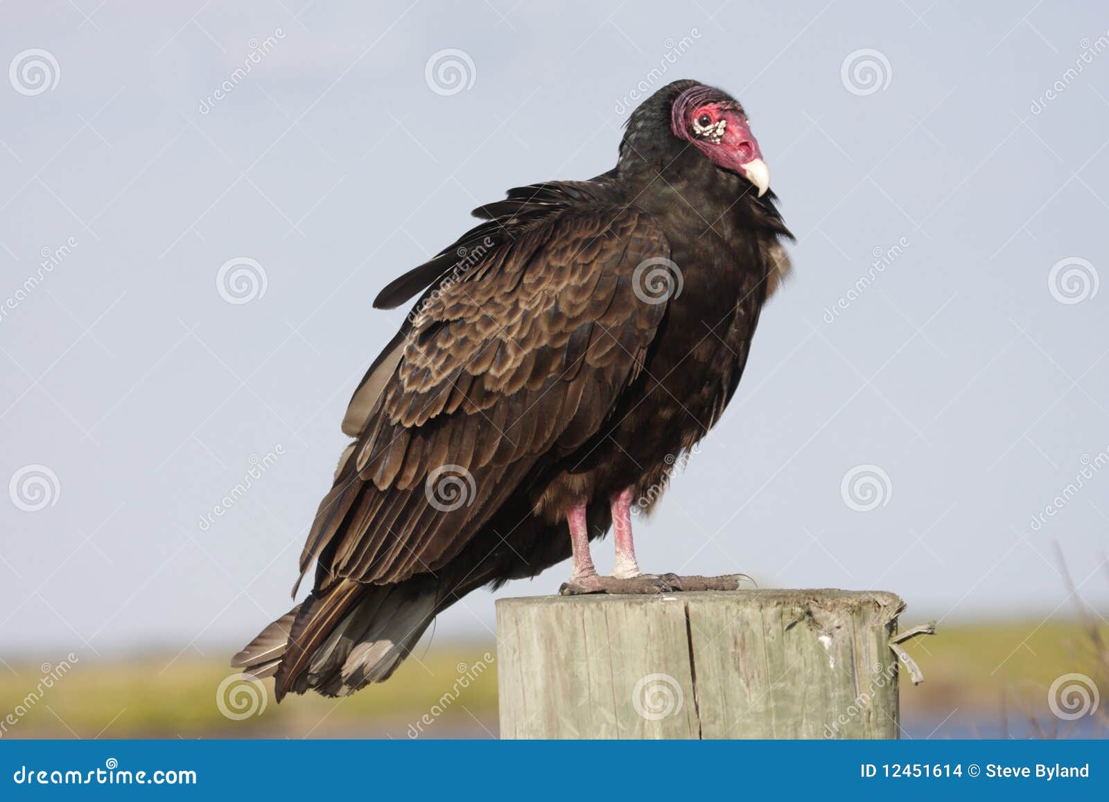 perched turkey vulture