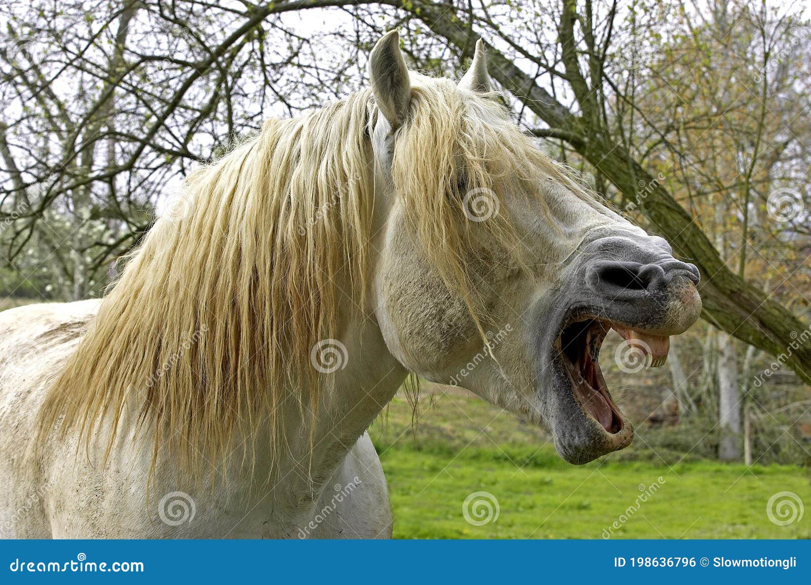 Percheron Draft Horses, a French Breed, Yawning Stock Photo Image of