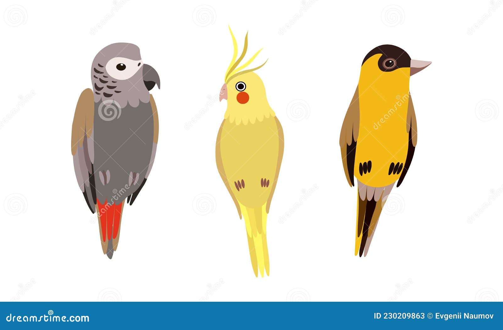 perching birds as winged feathered creature with bright plumage  set