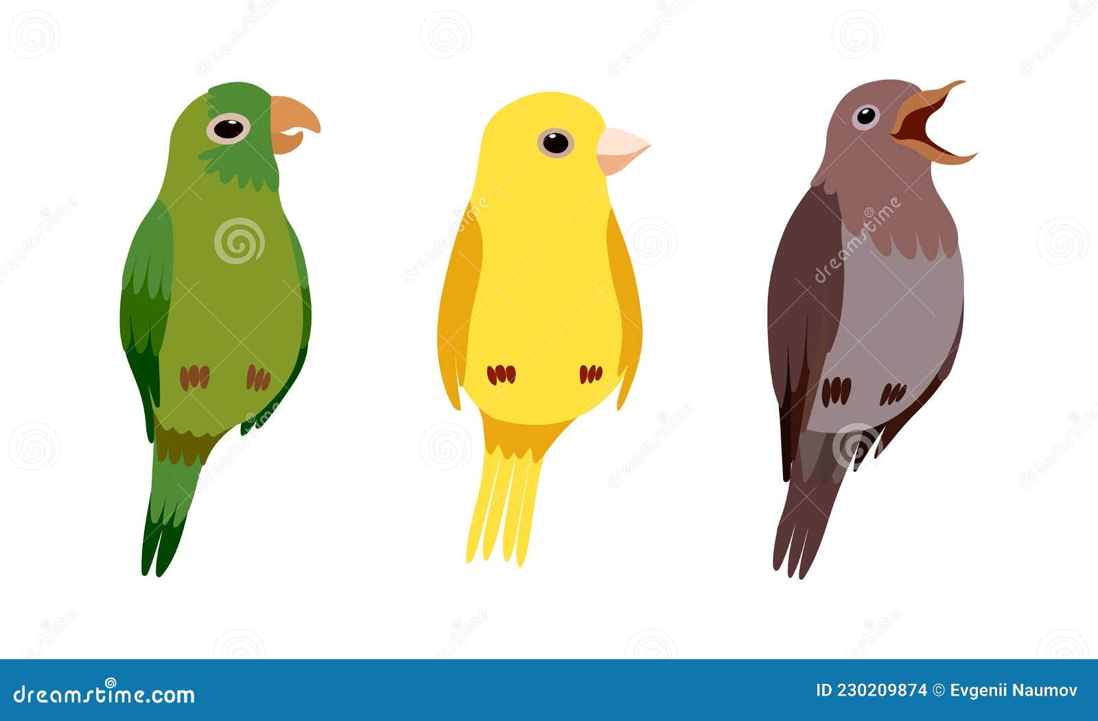 perching birds as winged feathered creature with bright plumage  set