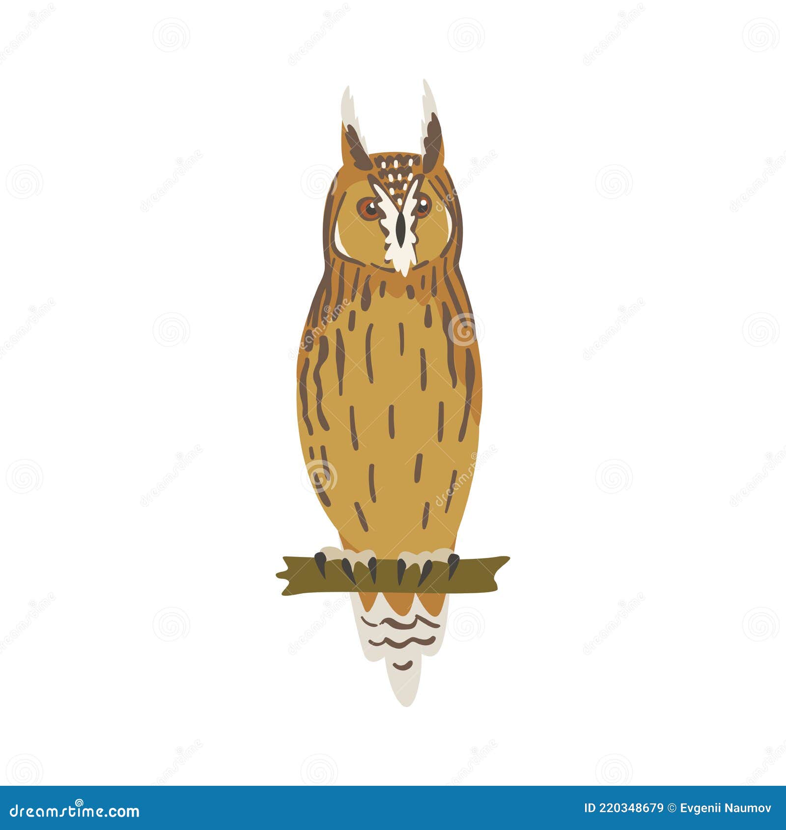 perching owl bird with broad head and sharp talons having upright stance  