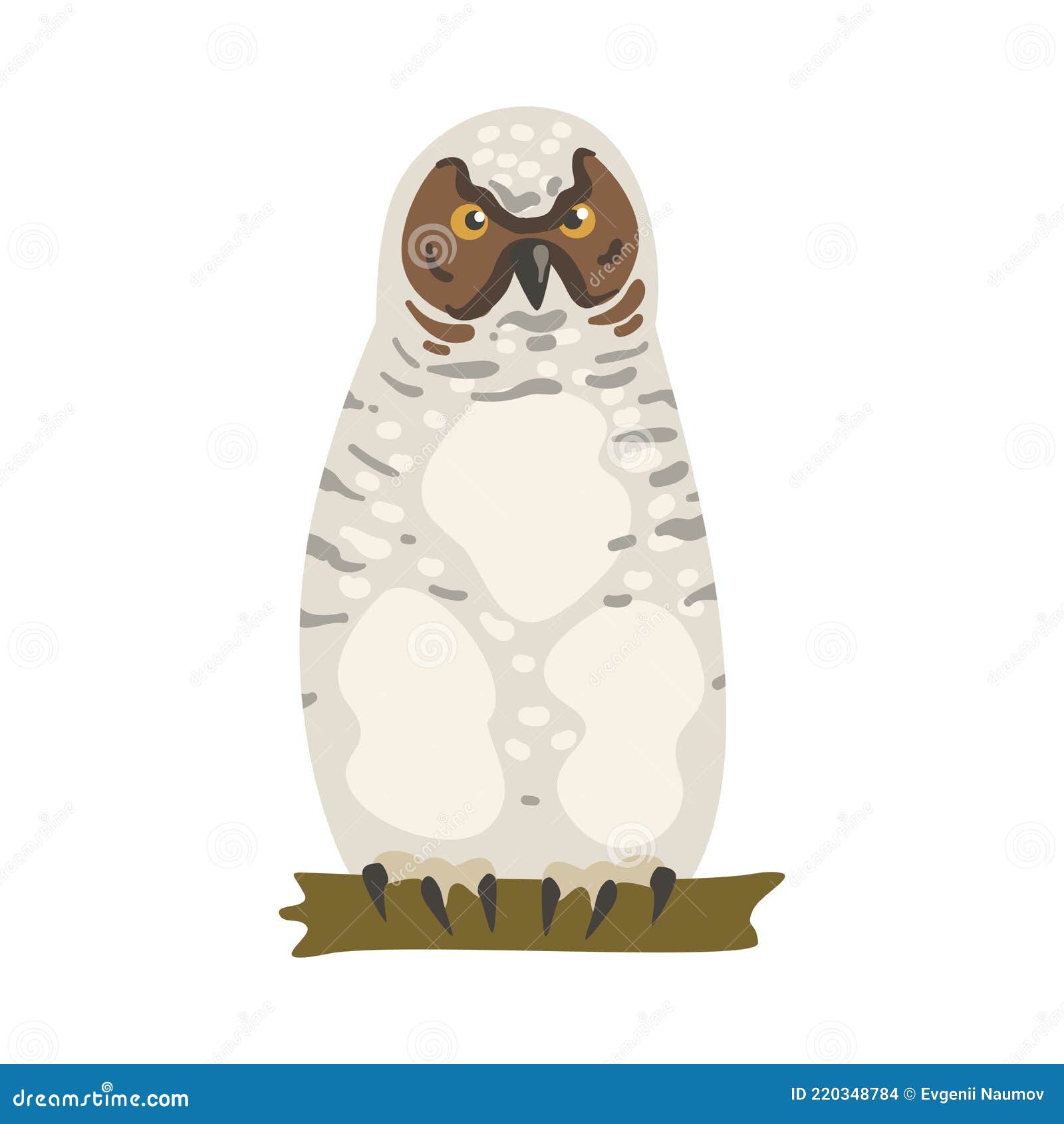 perching owl bird with broad head and sharp talons having upright stance  