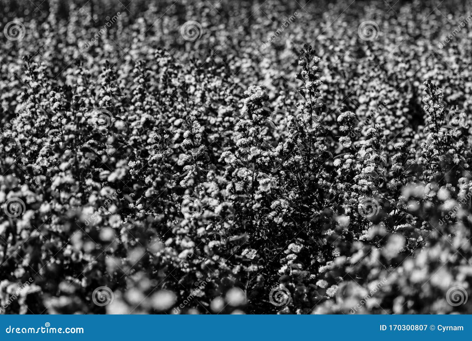 Perdido En El Campo De Las Flores Negras Y Blancas Con Visión Borrosa, Fondo De Flores Oscuras Imagen de archivo - Imagen de pared, negro: 170300807 Perdido En El Campo De Las Flores Negras Y Blancas Con Visión Borrosa, Fondo De Flores Oscuras Imagen de archivo - Imagen de pared, negro: 170300807