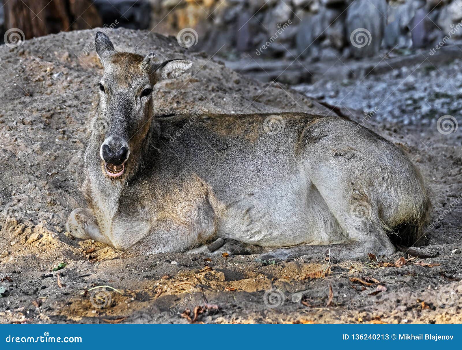 Pere David s deer female 6 stock image. Image of environment - 136240213