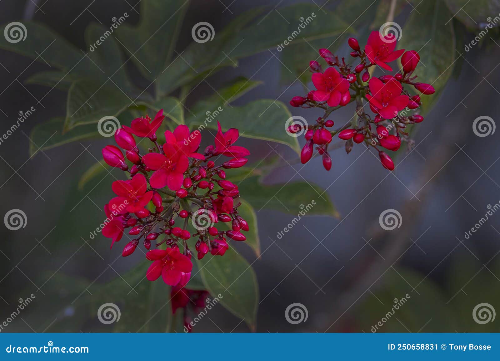 Peregrina Tree stock image. Image of bush, petals, jatropha - 250658831