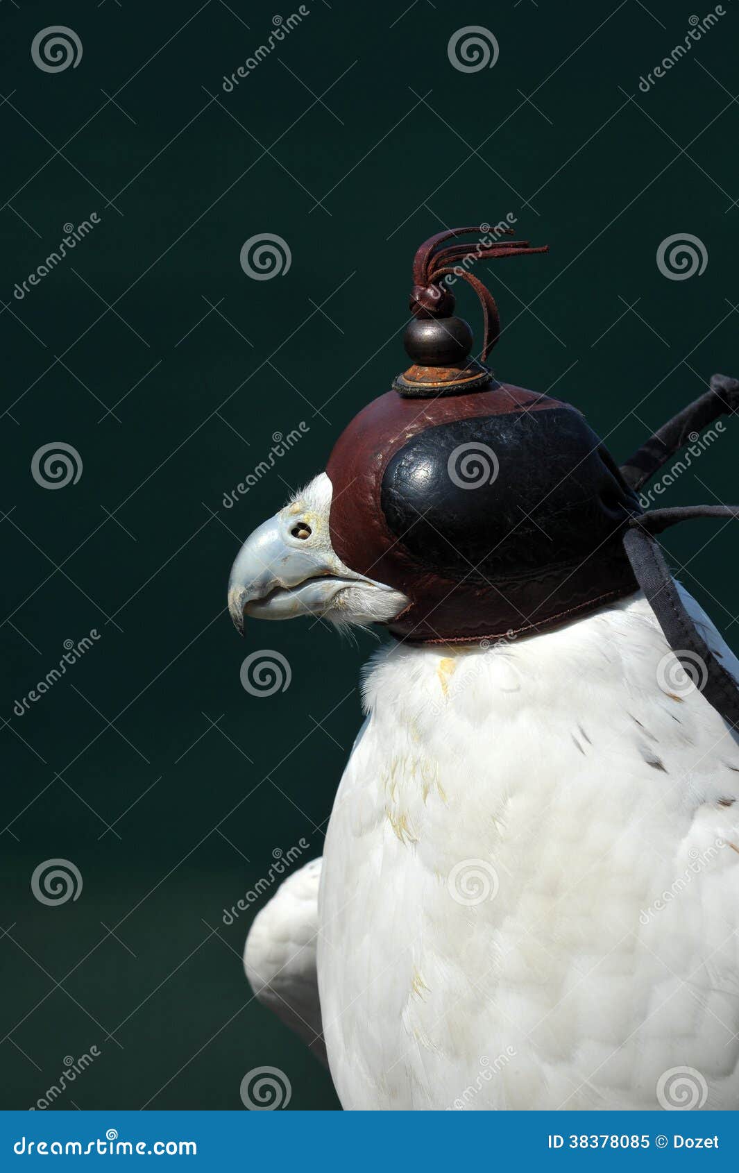 Peregrine Falcon Head Shot Photos - Free u0026 Royalty-Free Stock 