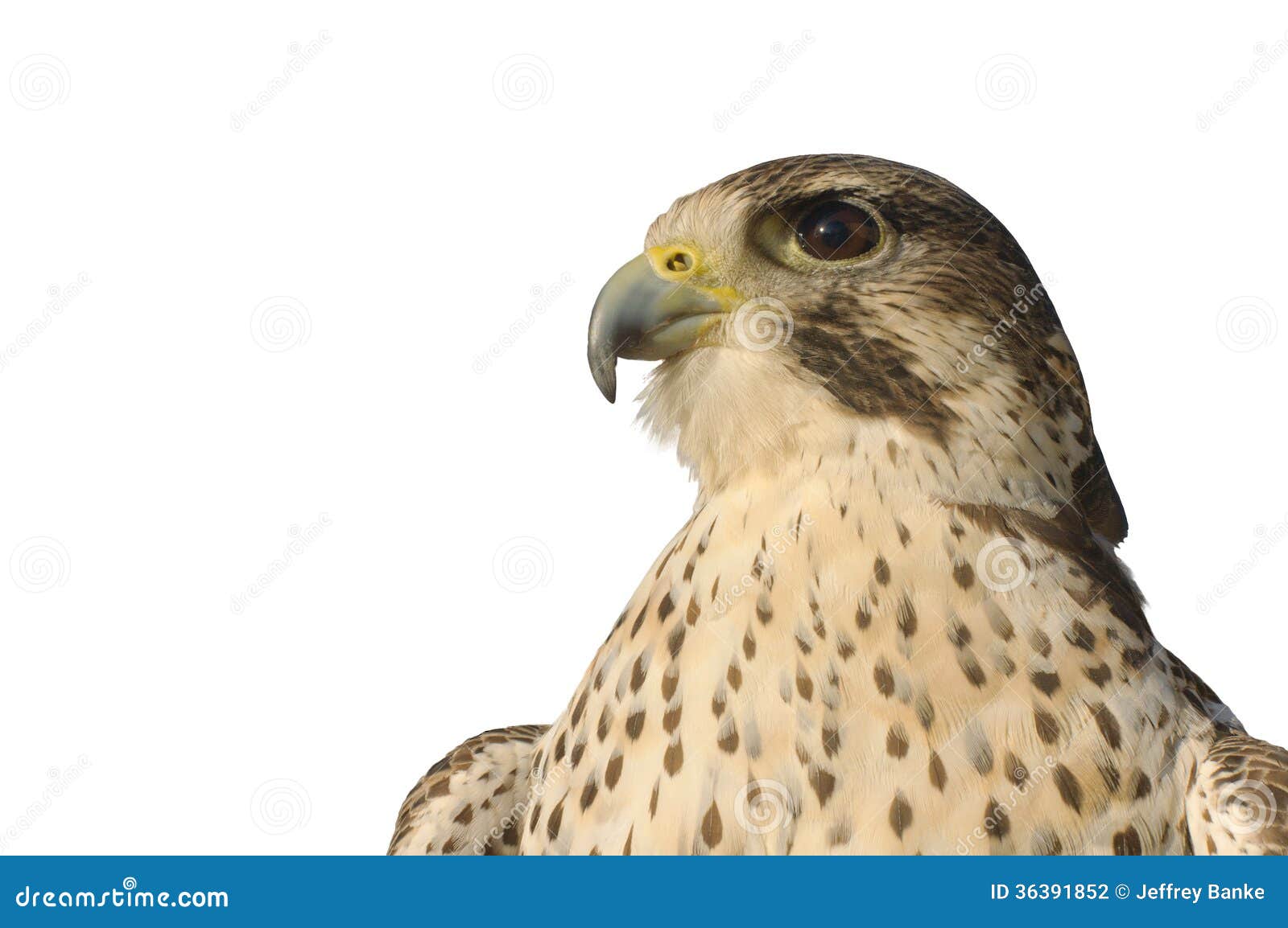 Peregrine Falcon Closeup Stock Photography - Image: 36391852