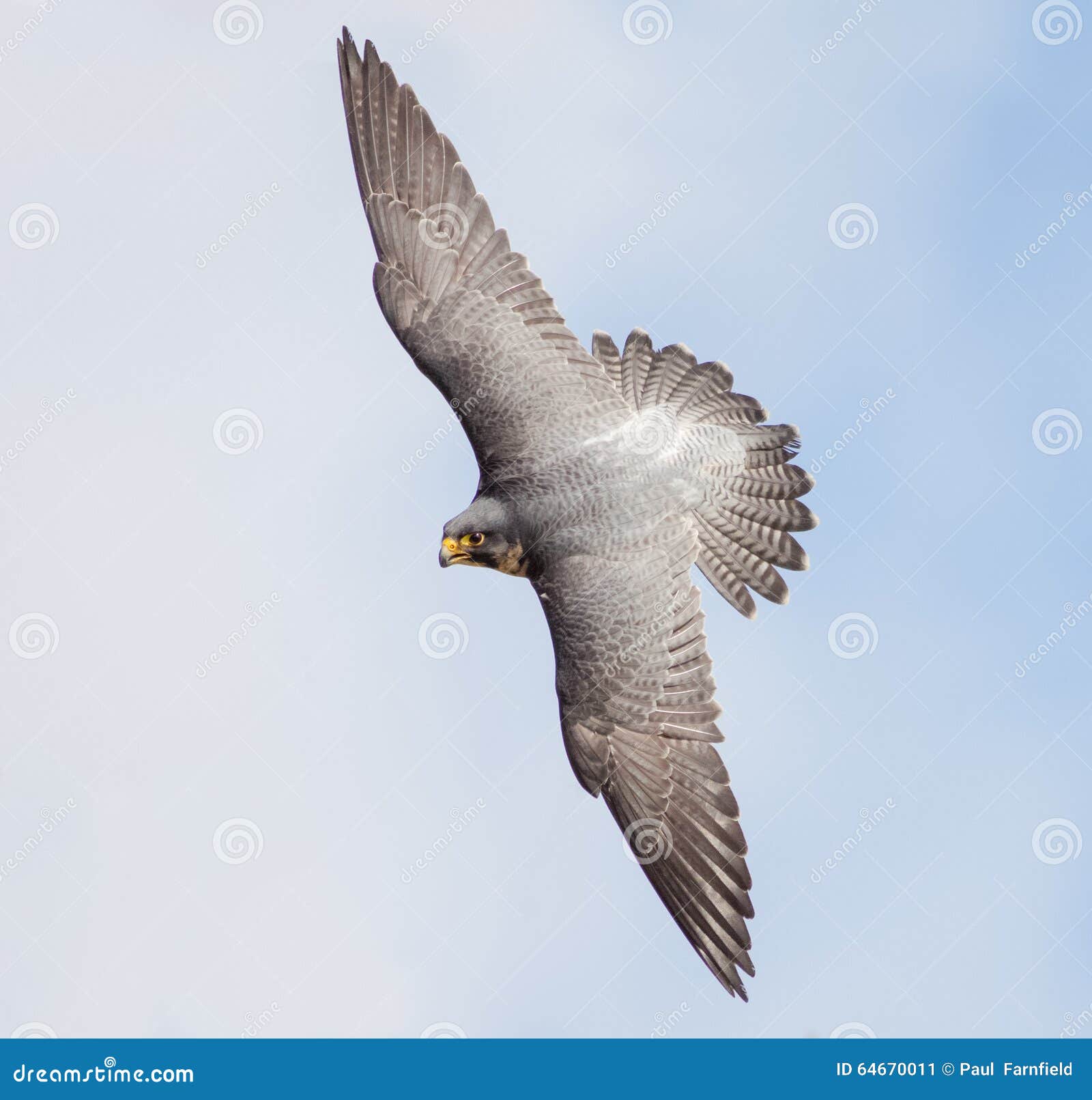 peregrine falcon (falco peregrinus)