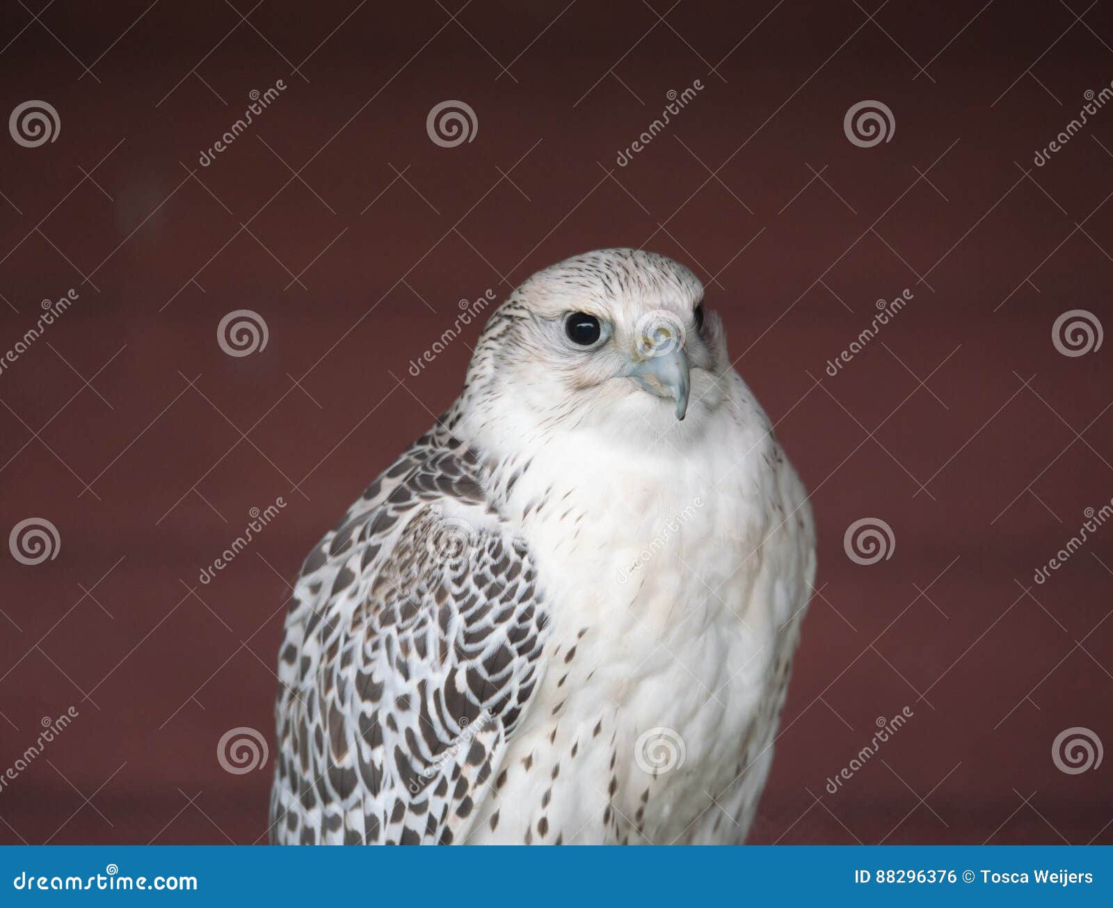 Peregrine Falcon, the Fastest Bird Stock Photo - Image of feathers,  cherrug: 88296376