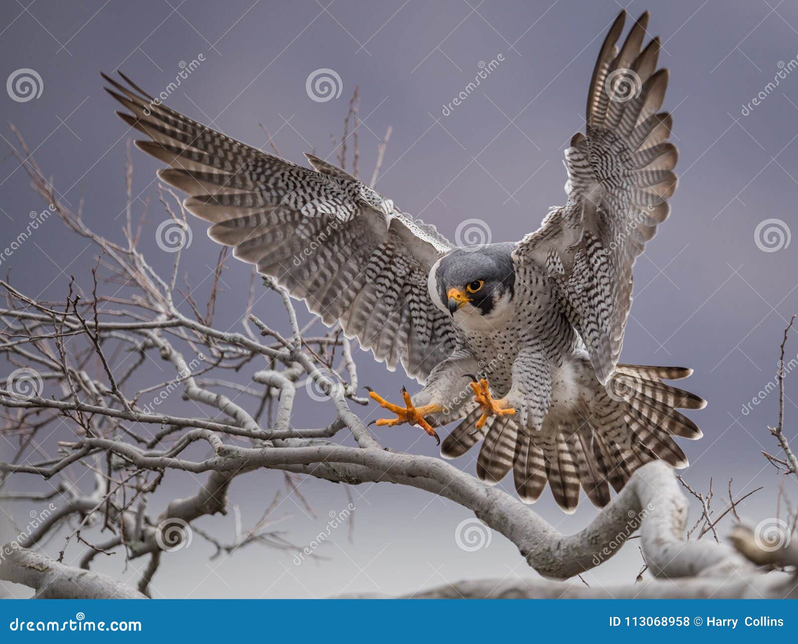 peregrine falcon