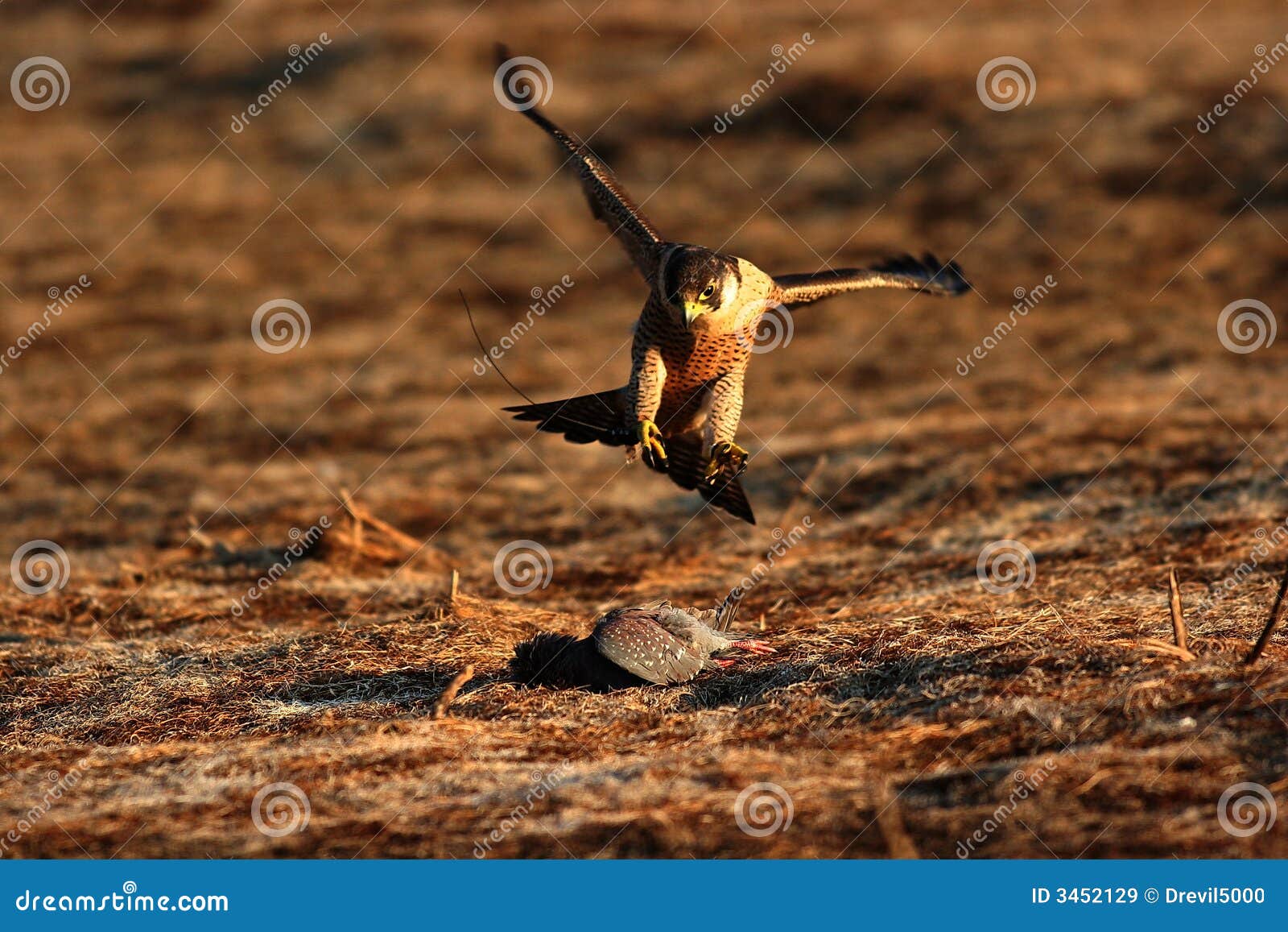 peregrine falcon on prey