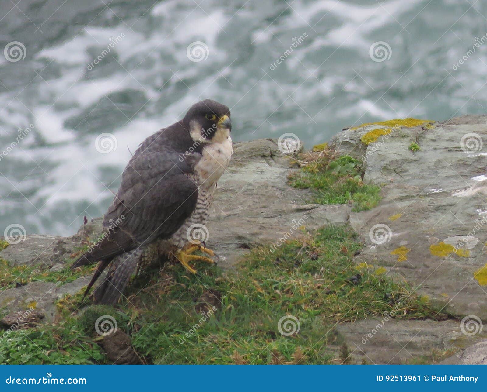 Peregrine Falcon stock image. Image of outcrop, coastal 92513961