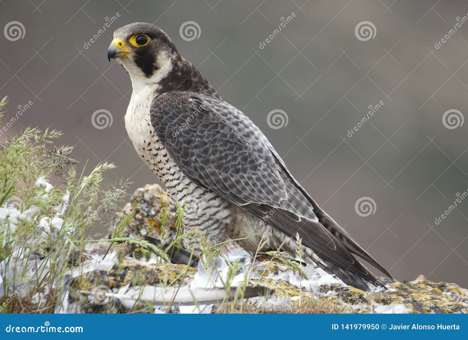peregrine falcon on the rock. bird of prey, female, falco peregrinus