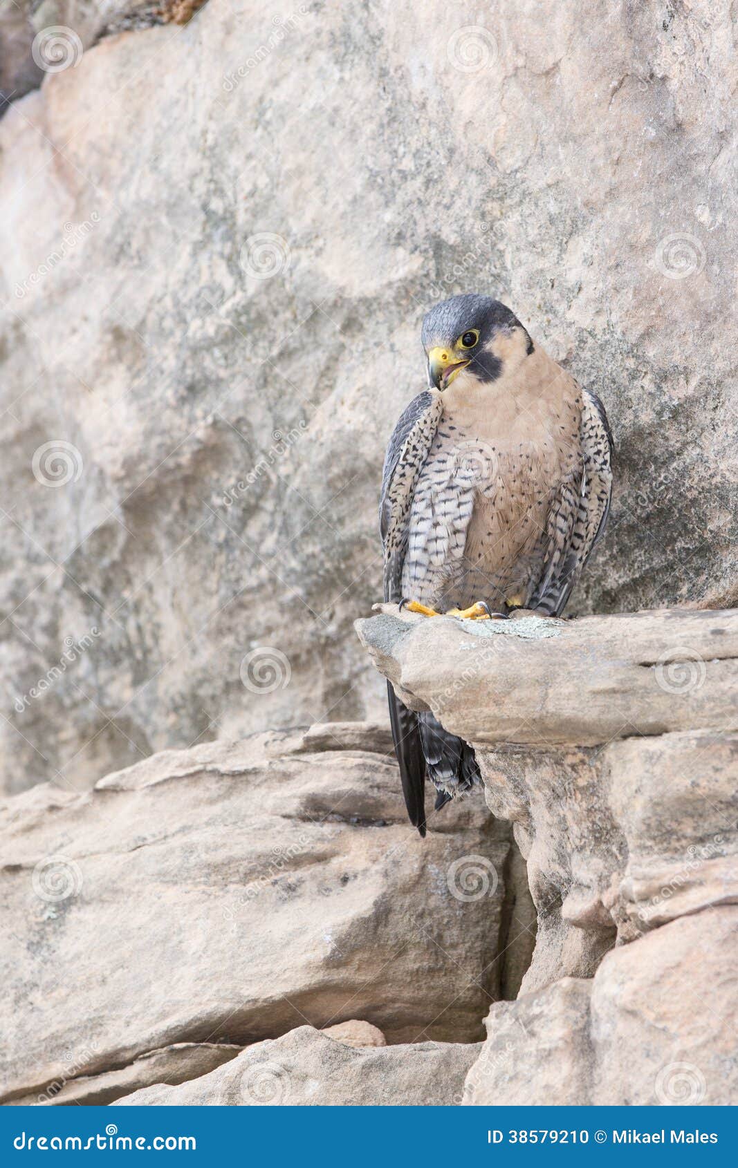 Peregrine Falcon on Rocky Ledge Stock Photo Image of ledge, resting