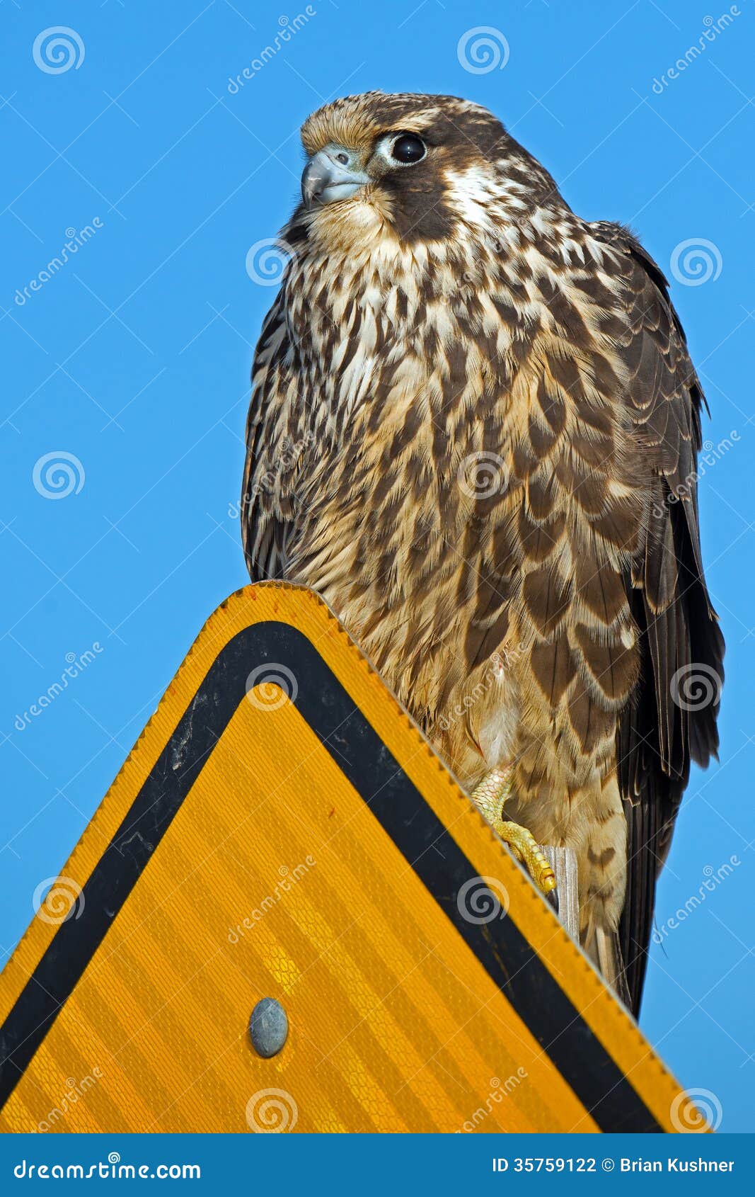 Peregrine Falcon stock photo. Image of sitting, sign 35759122