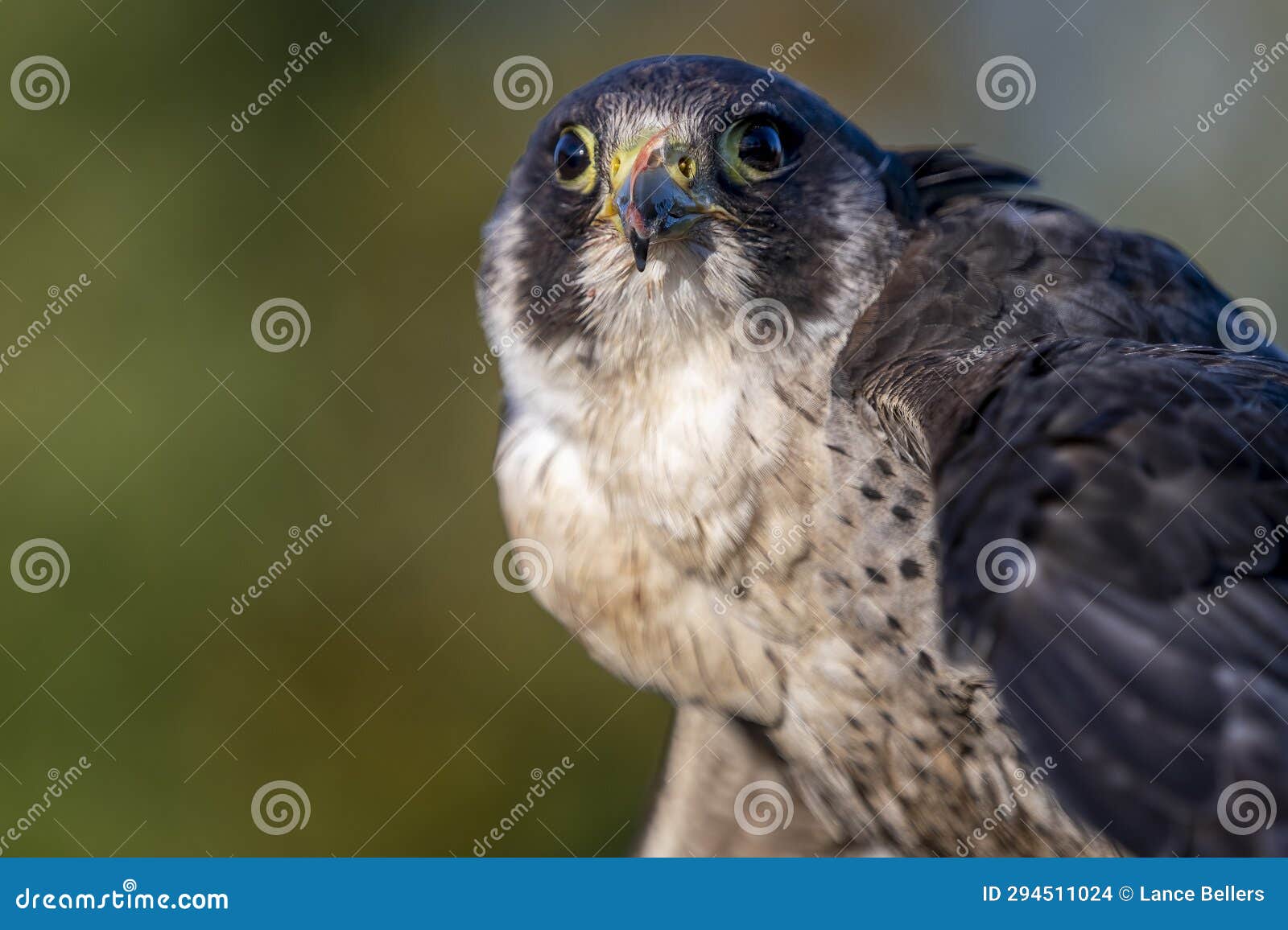 portrait of bird of prey peregrine falcon