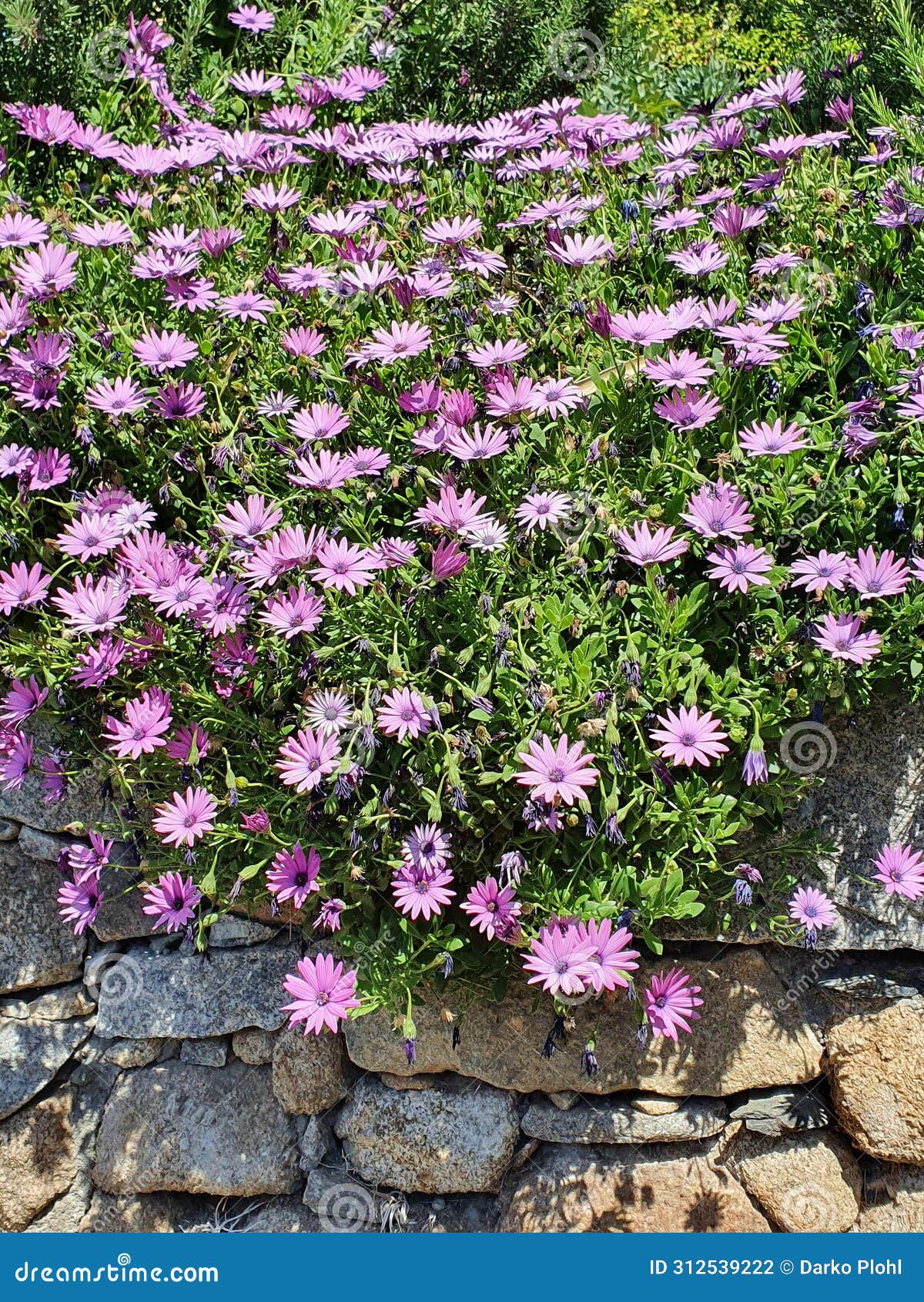 perennial african daisy 'nairobi purple'