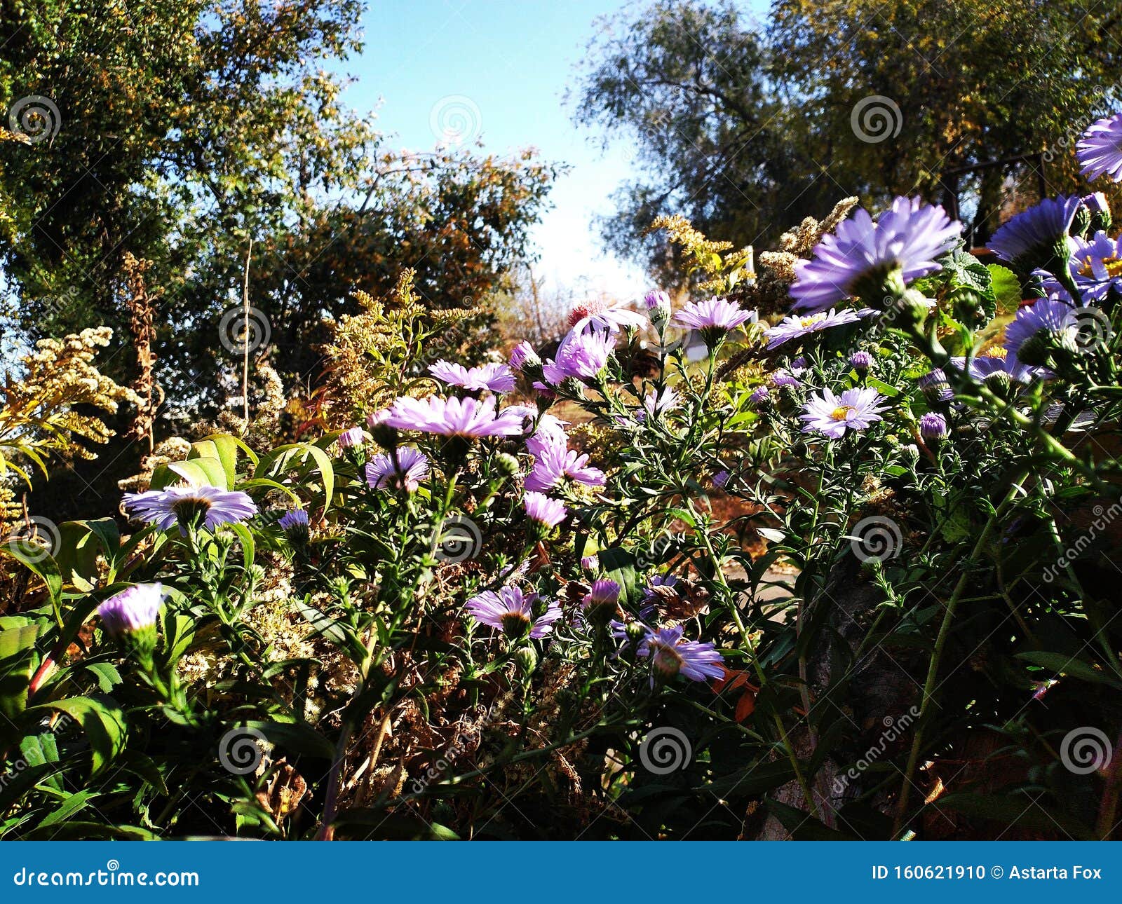 Perennial Aster Flowers Blooming in October Stock Photo Image of