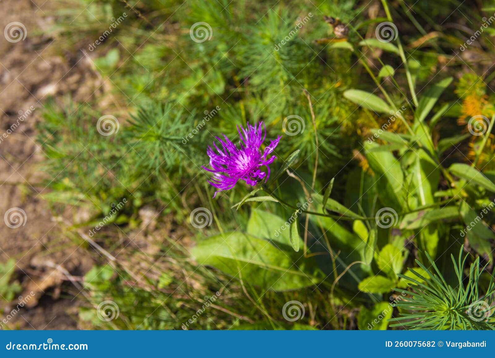 Perennial Cornflower or Centaurea Dealbata Flower Stock Photo Image