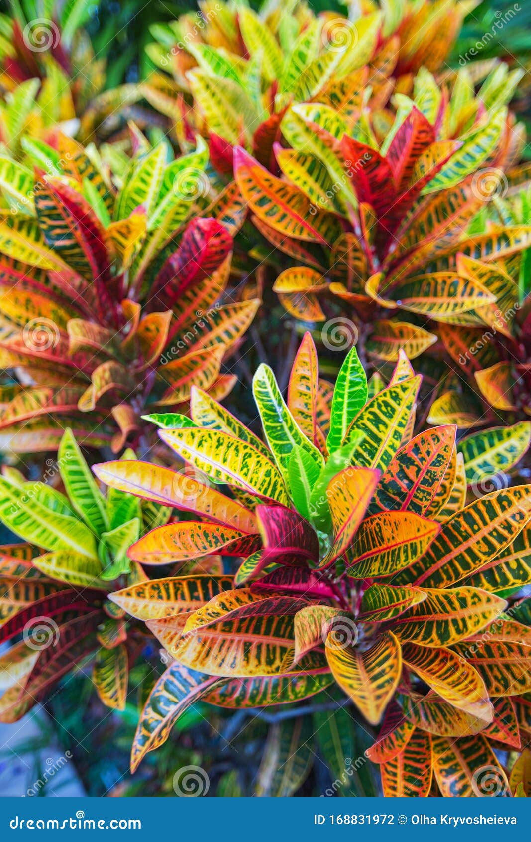 Perennial Evergreen Shrub Codiaeum Variegatum or Orange Jasmine