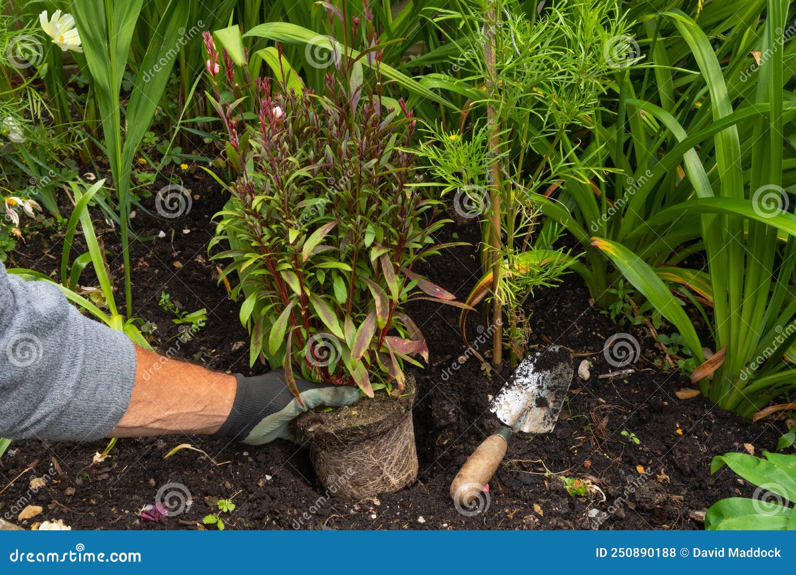 gardener planting gaura belleza pink