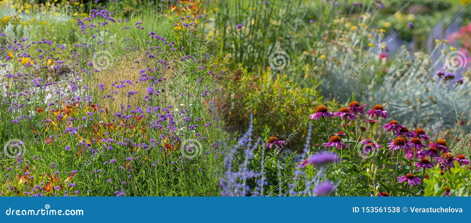 perennial garden flower close up