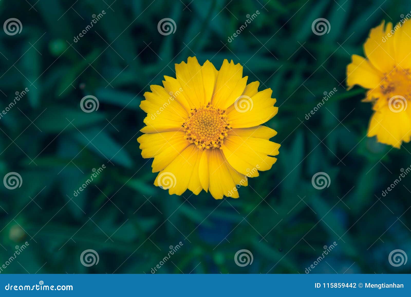 coreopsis-coreopsis drummondii torr. et gray