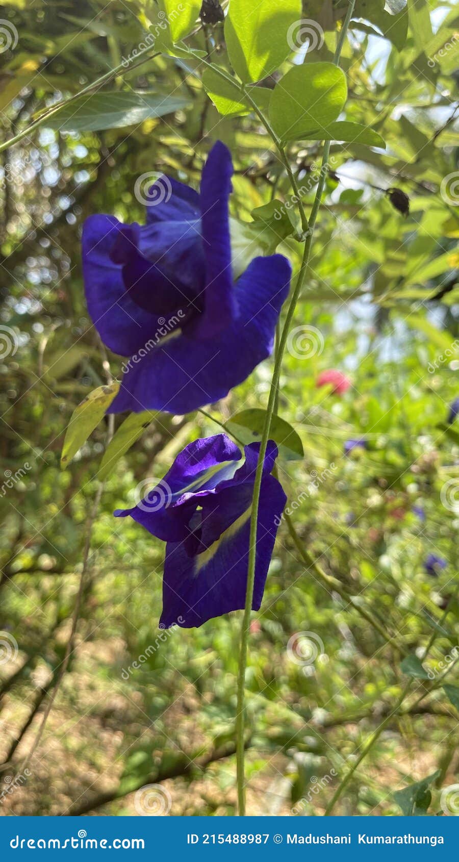 clitoria ternatea or katarolu flower