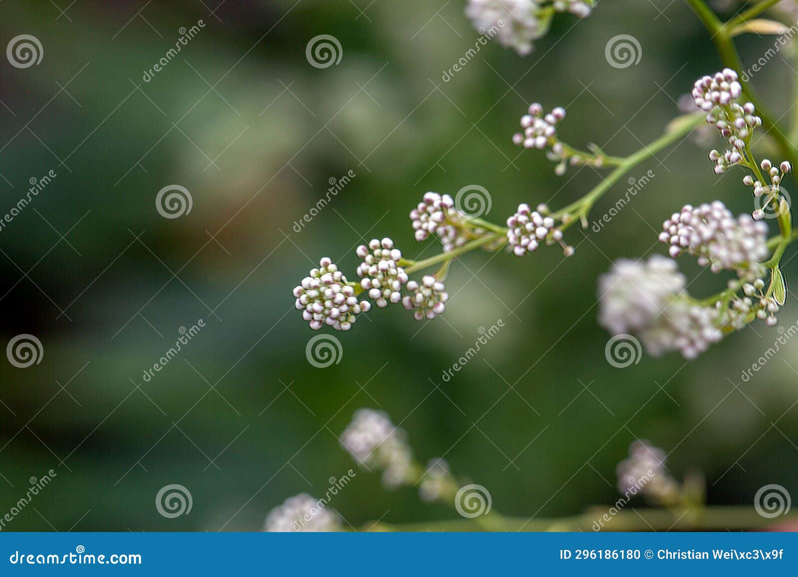 perennial pepperweed, lepidium latifolium