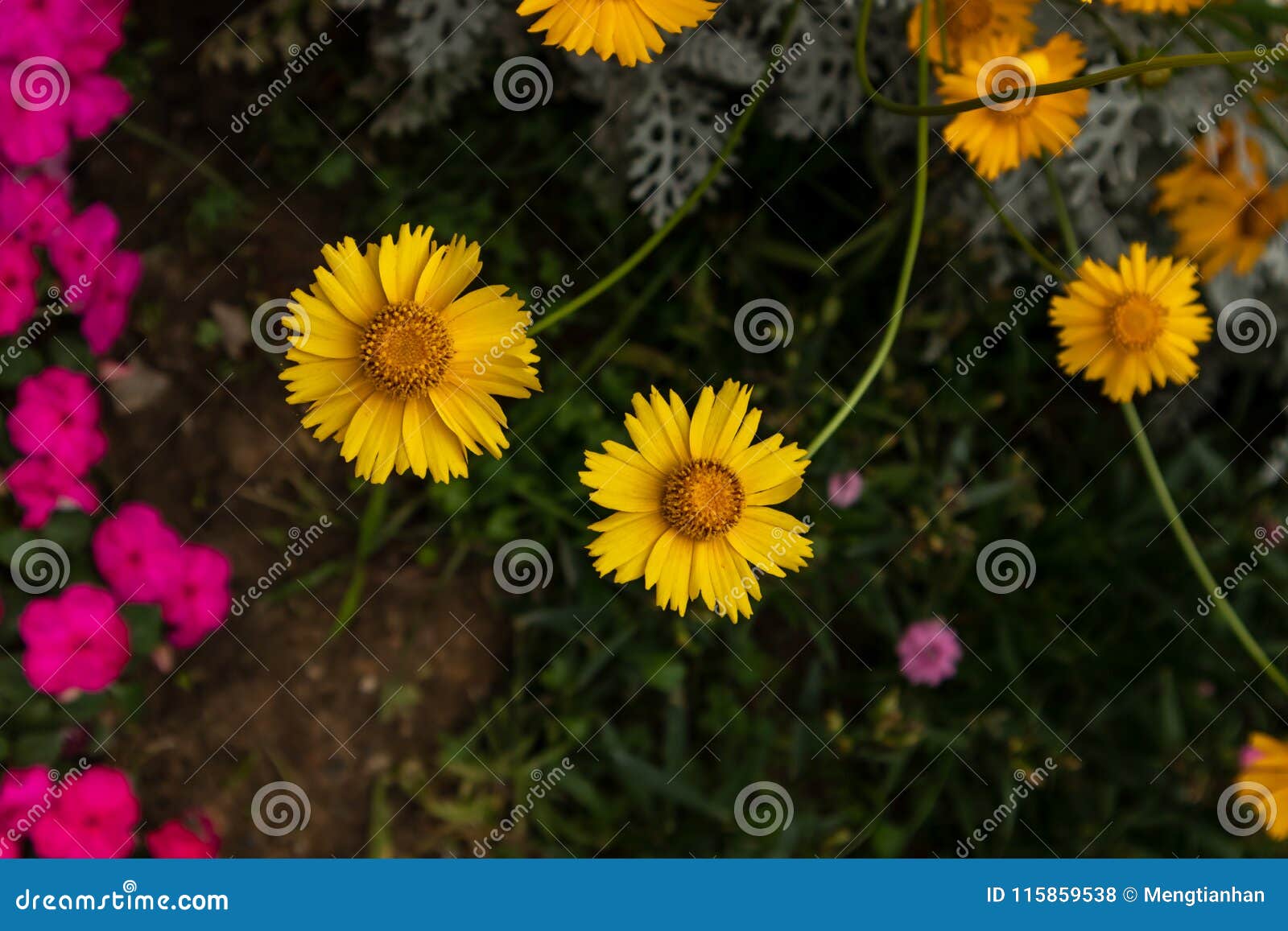 coreopsis-coreopsis drummondii torr. et gray